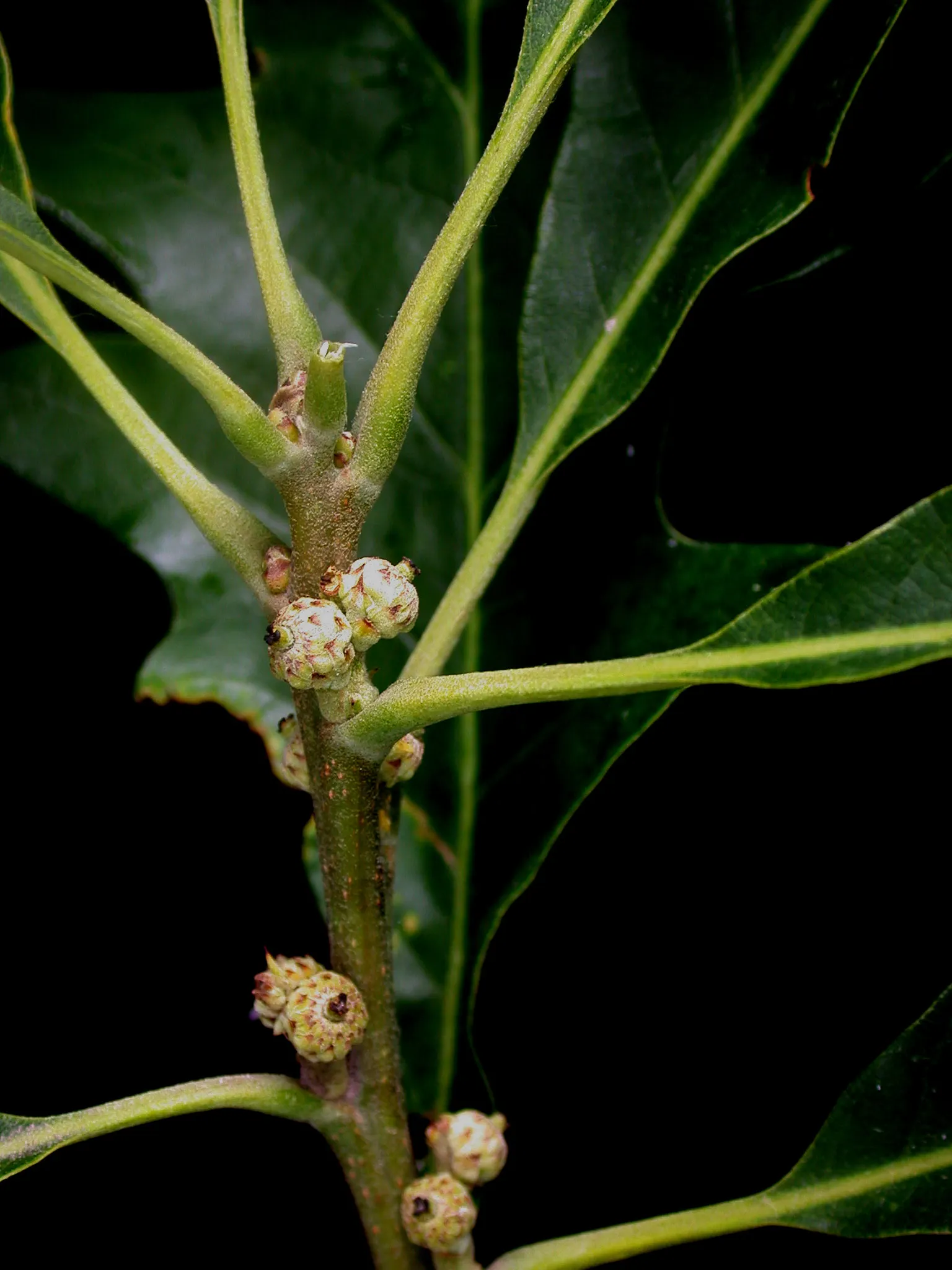 Burr Oak (Quercus Macrocarpa) — consider offering sufficient space for this grand species to thrive