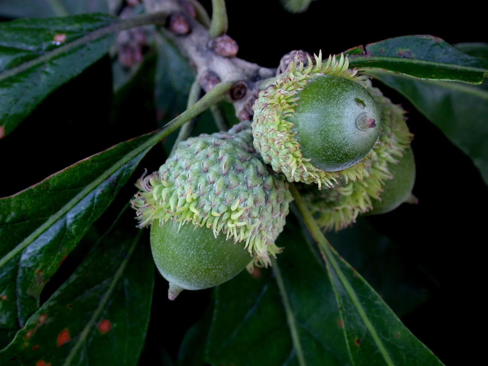 Burr Oak (Quercus Macrocarpa) — lobed outline that turns a resplendent gold come fall.<br><br>Another notable feature is its acorns; they provide food for a
