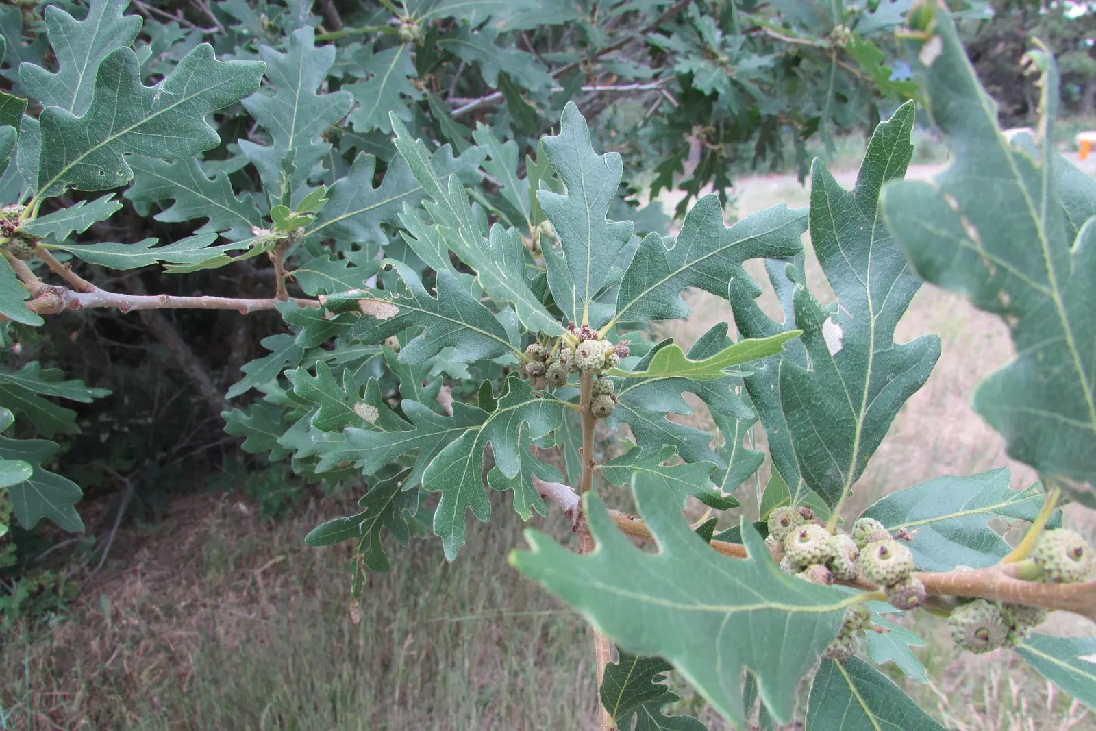 Burr Oak (Quercus Macrocarpa) — This regal oak can reach an impressive height of 70 to 80 feet with a generous spread of 60 to 70 feet