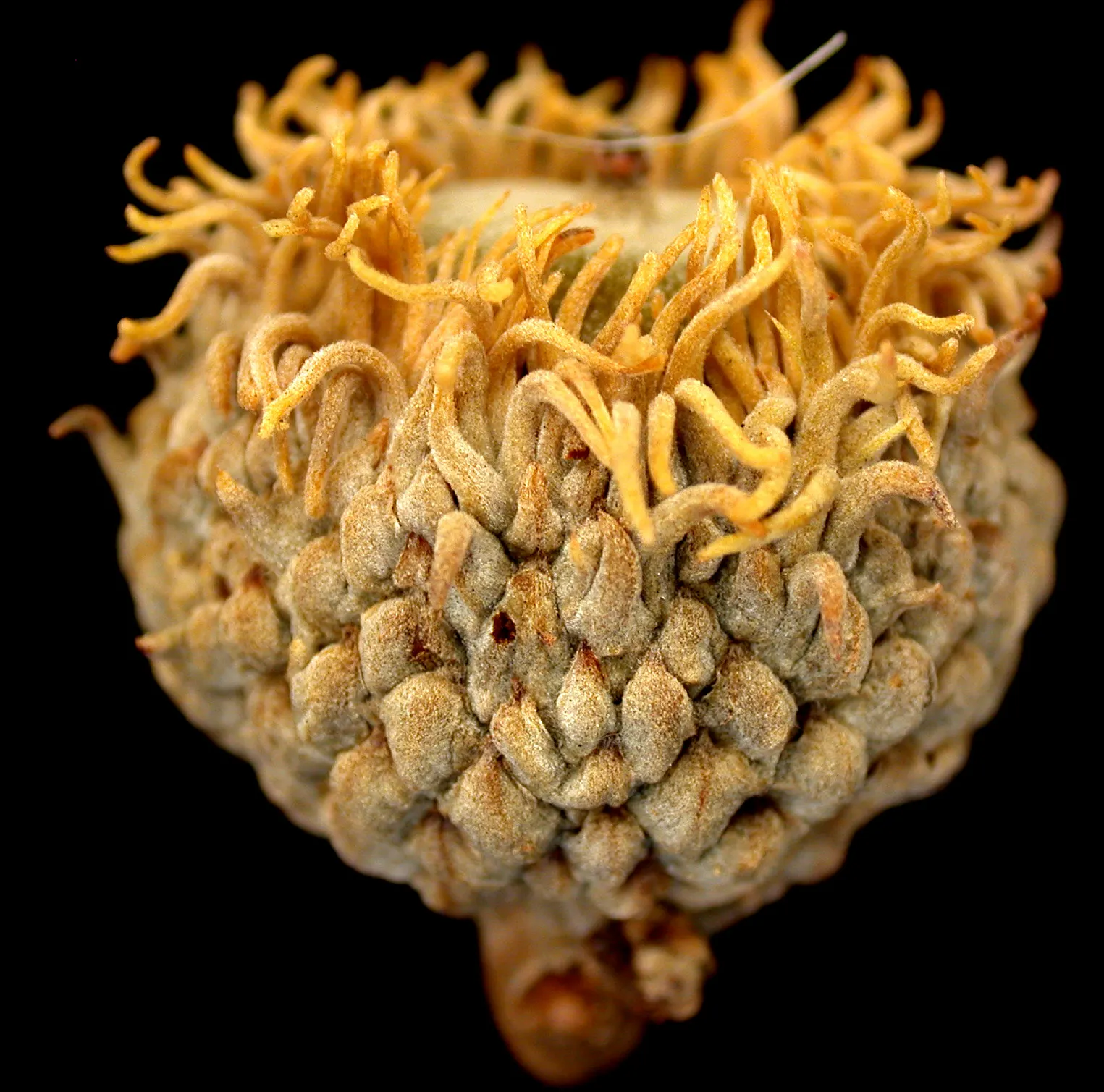 Burr Oak (Quercus Macrocarpa) — though it prefers well-drained loamy soil; making it an excellent addition for parks and large spaces.<br><br>Distinctive for