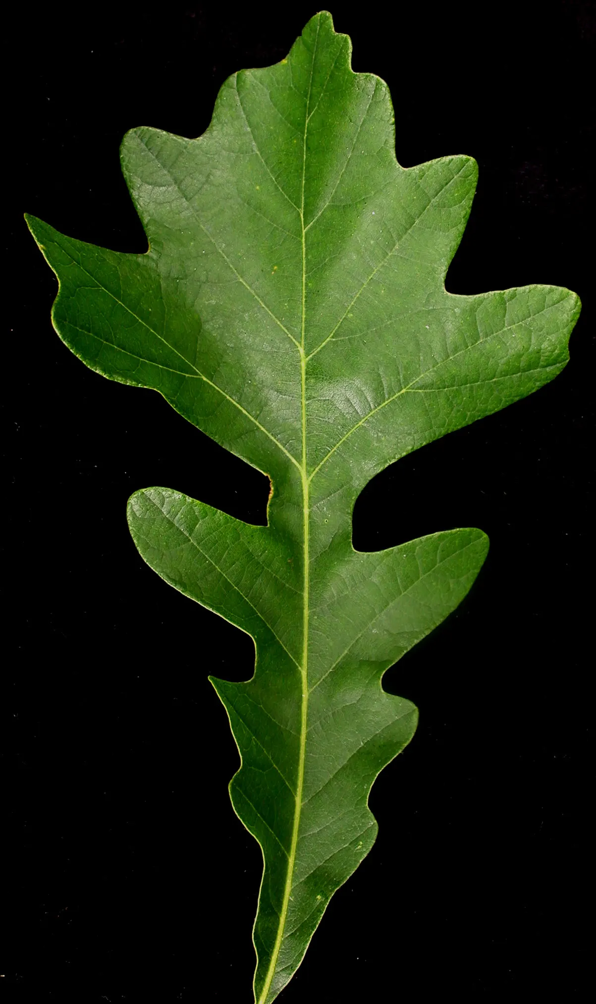 Burr Oak (Quercus Macrocarpa) — Hardy in Zones 3-8, it adapts well to diverse conditions, tolerating drought and poor soils; the Burr Oak, Quercus macrocarpa