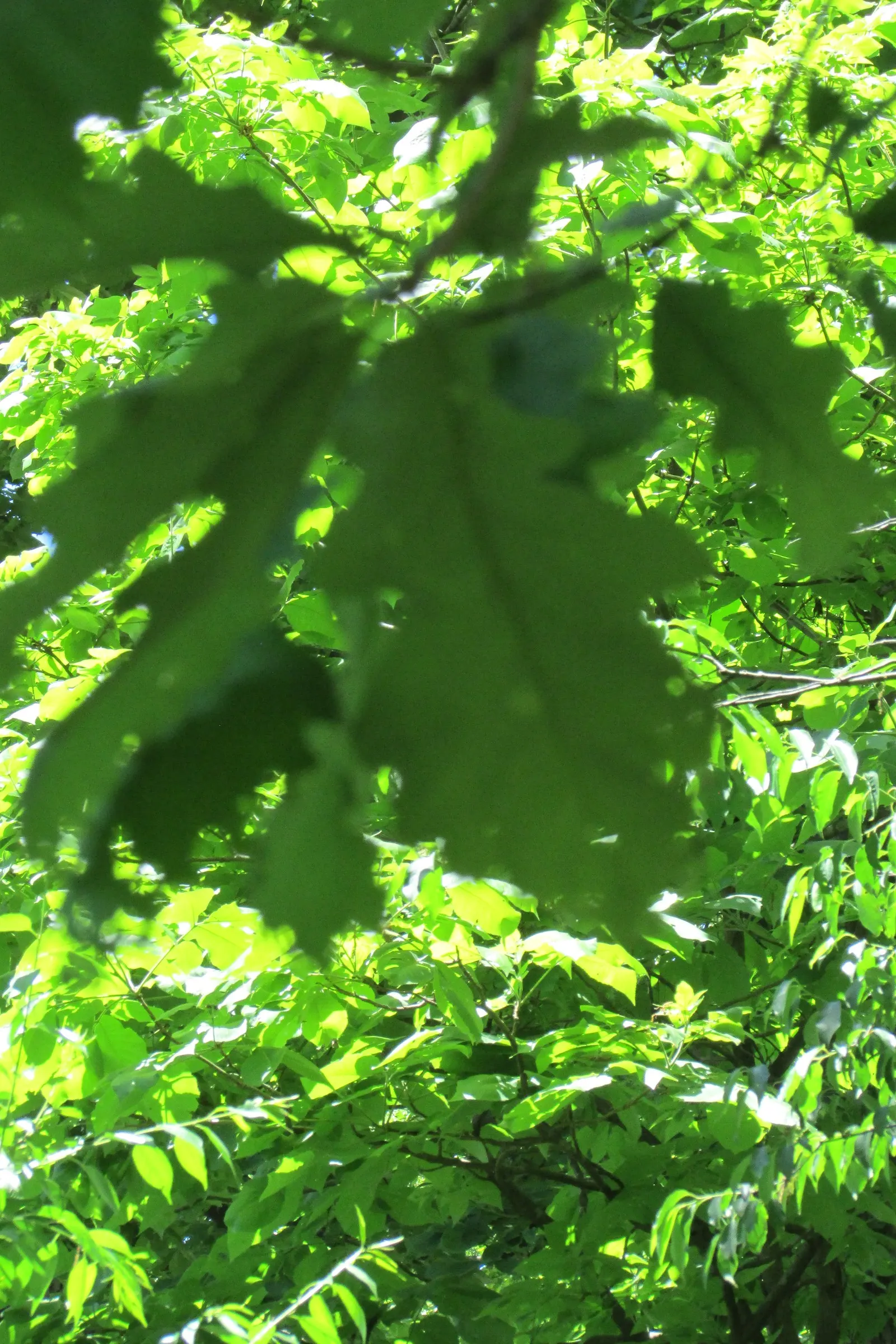 Burr Oak (Quercus Macrocarpa) — they provide food for a range of wildlife