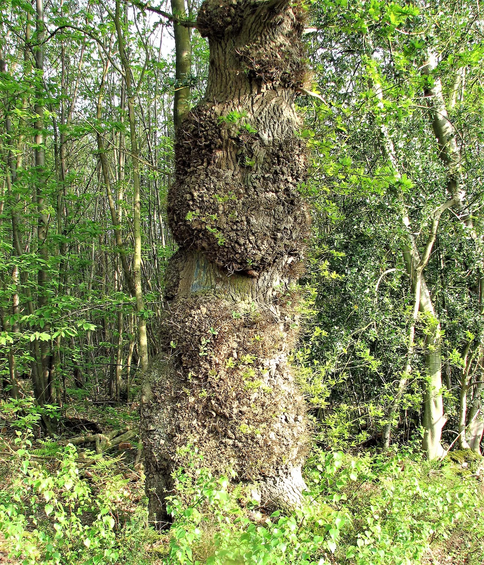 Burr Oak (Quercus Macrocarpa) — scientifically named Quercus macrocarpa