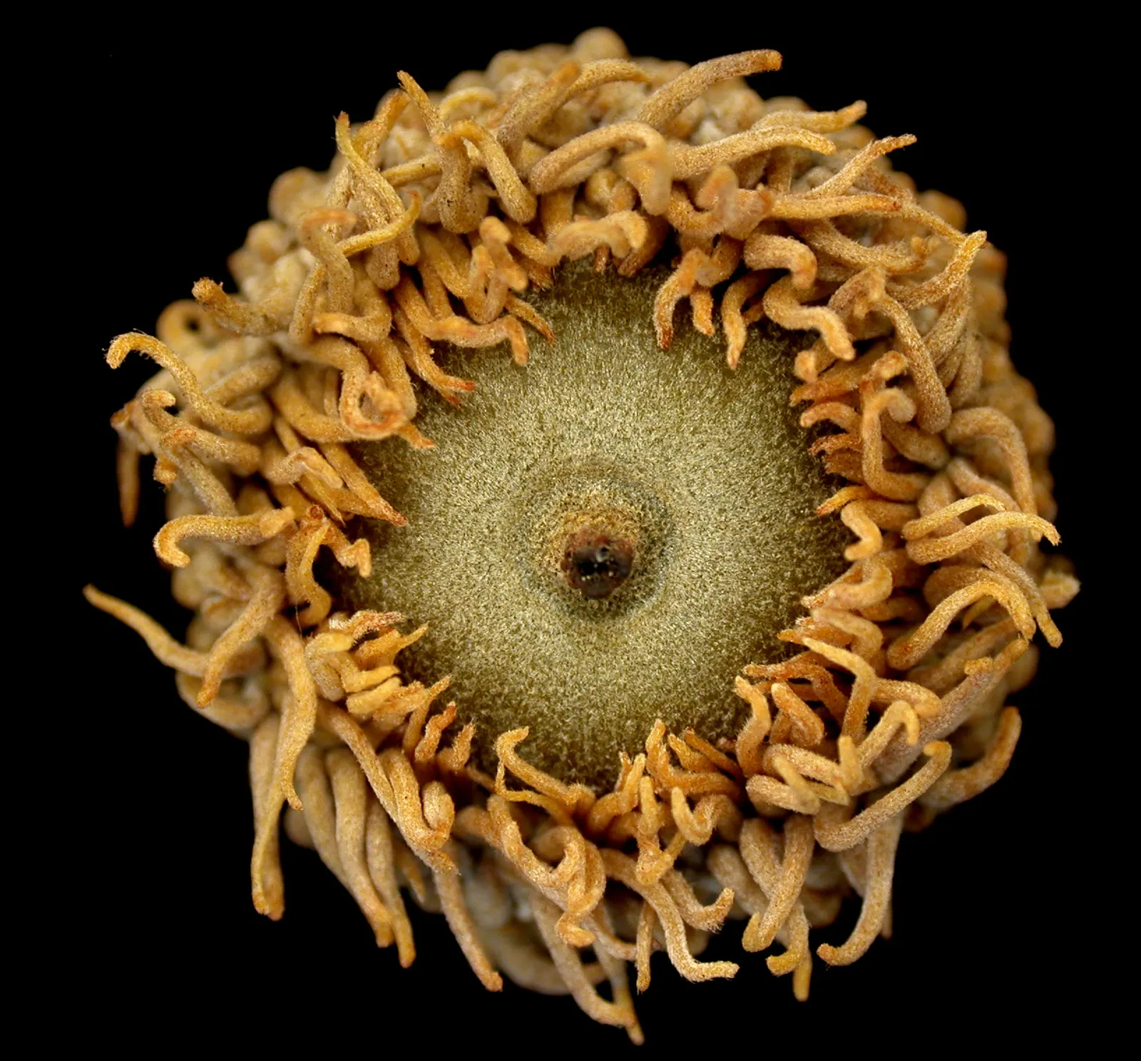 Burr Oak (Quercus Macrocarpa) — It can withstand urban pollution and moderate drought, making it both a resilient and low-maintenance option
