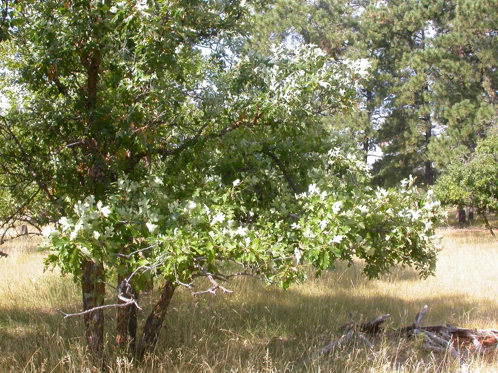 Burr Oak (Quercus Macrocarpa) — making it an excellent addition for parks and large spaces.<br><br>Distinctive for its thick; though it prefers well-drained