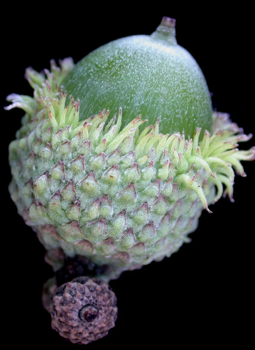 Burr Oak (Quercus Macrocarpa) — the Burr Oak is remarkably tolerant of varying soil types; this oak offers massive lobed leaves and distinctive, fringed acorns