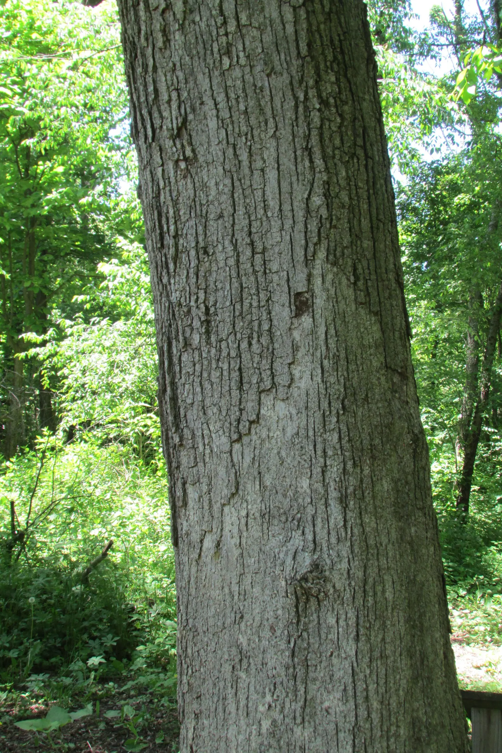 Burr Oak (Quercus Macrocarpa) — rounded canopy offers ample shade during the hot summer months