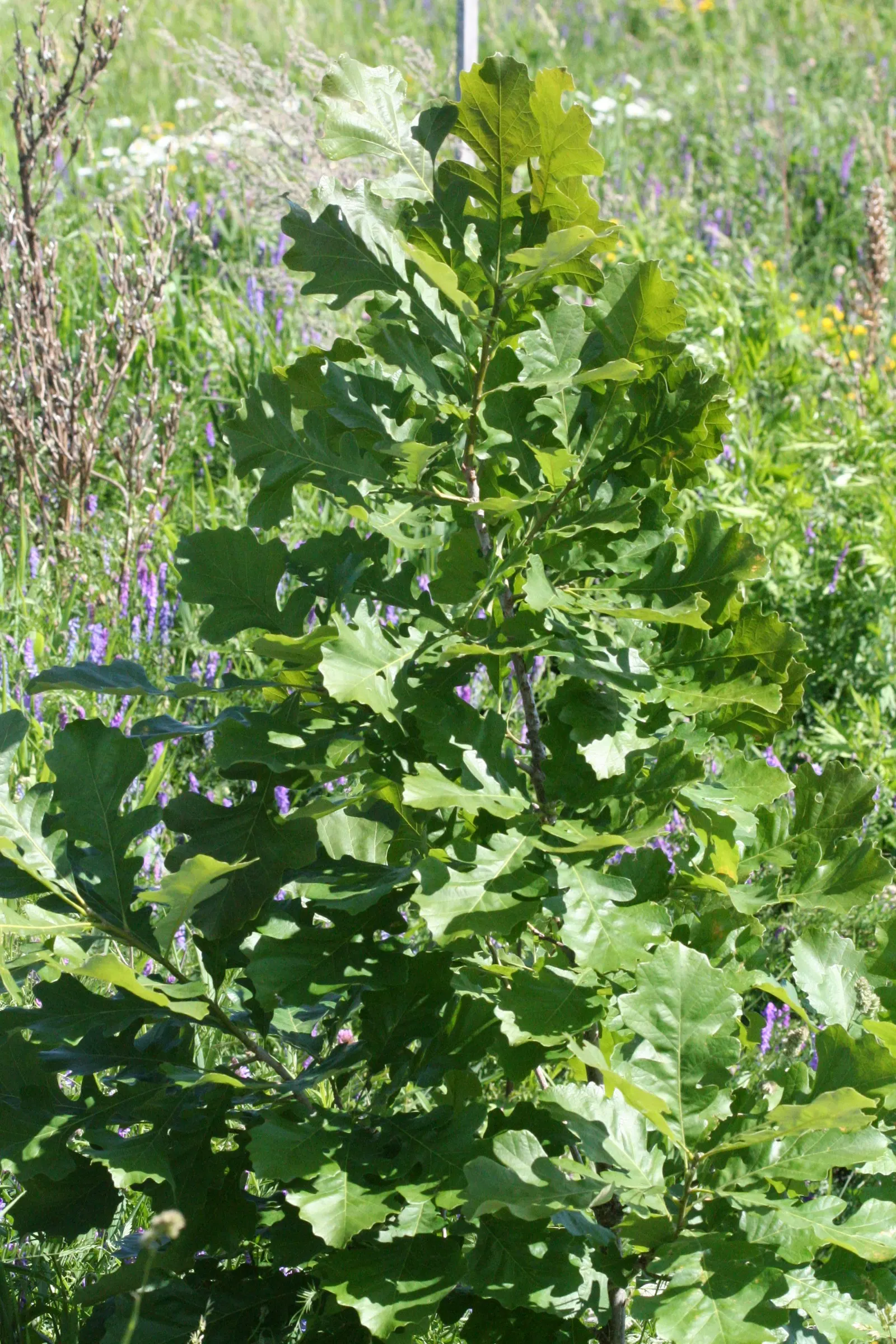 Burr Oak (Quercus Macrocarpa) — which are amongst the largest of North American oaks