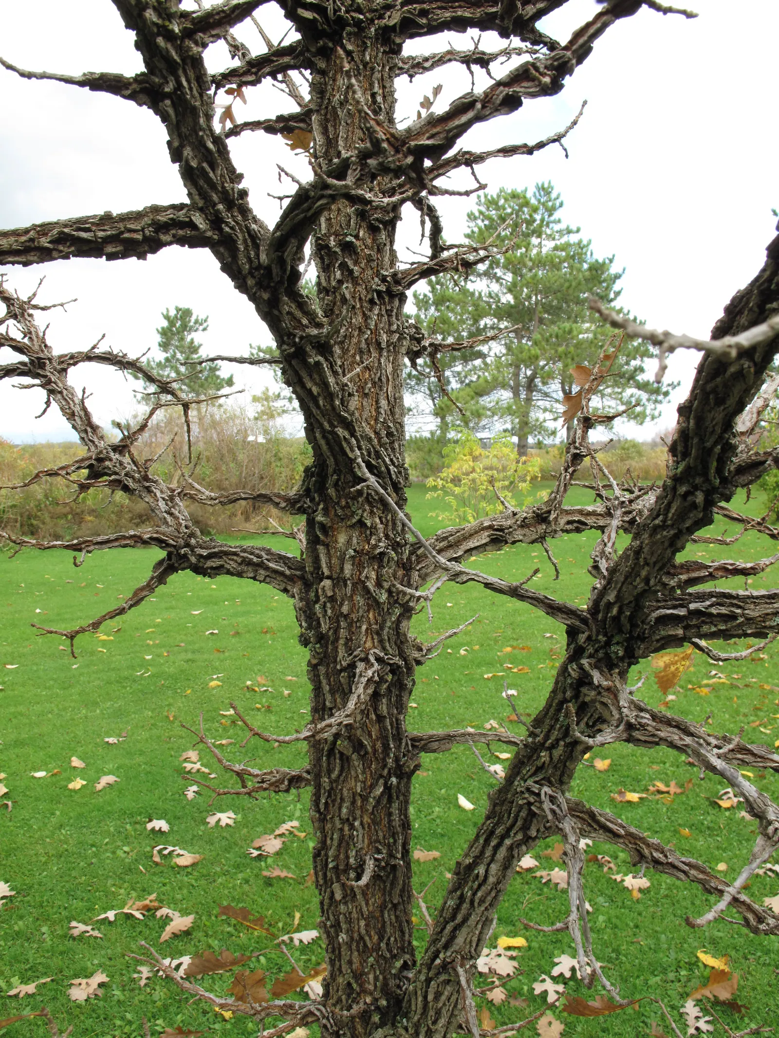 Burr Oak (Quercus Macrocarpa) — The tree's leaves are equally remarkable; it features a broad, rounded canopy reaching up to 80 feet in height, with a similar