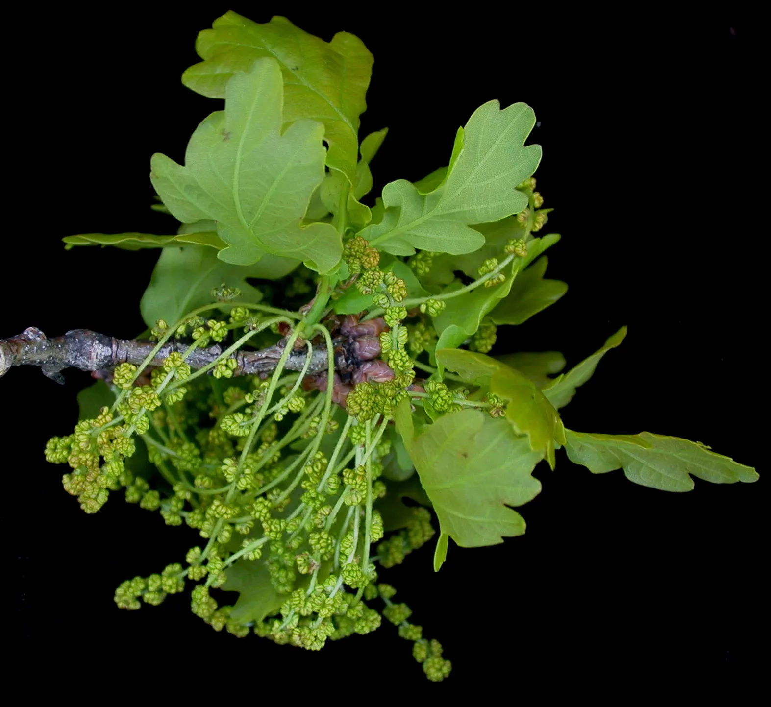 Burr Oak (Quercus Macrocarpa) — scientifically named Quercus macrocarpa; measuring 1 to 2 inches long