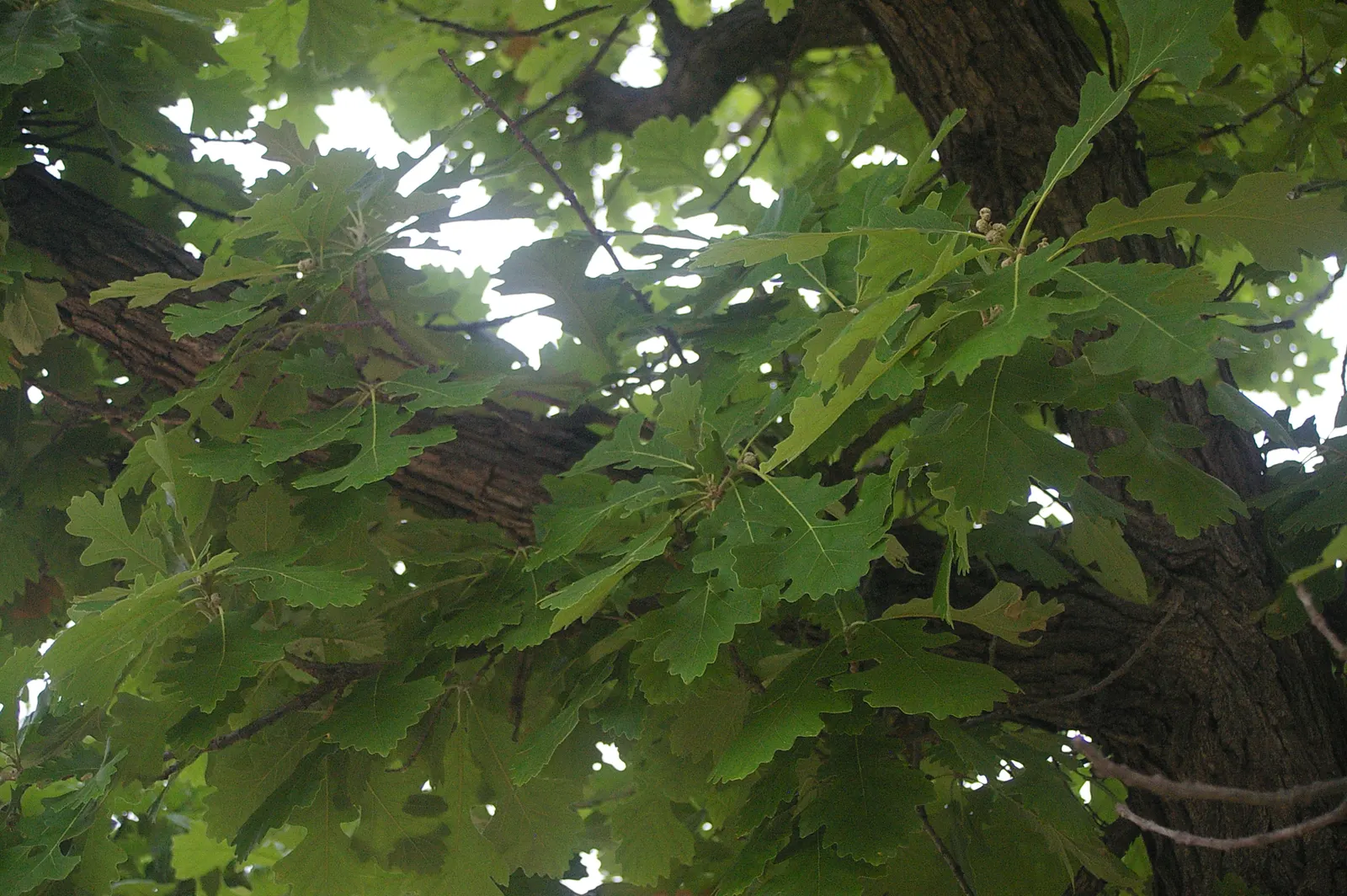 Burr Oak (Quercus Macrocarpa) — The Burr Oak, Quercus macrocarpa, is a majestic, long-lived hardwood; hardy in Zones 3-8, it adapts well to diverse, image 49