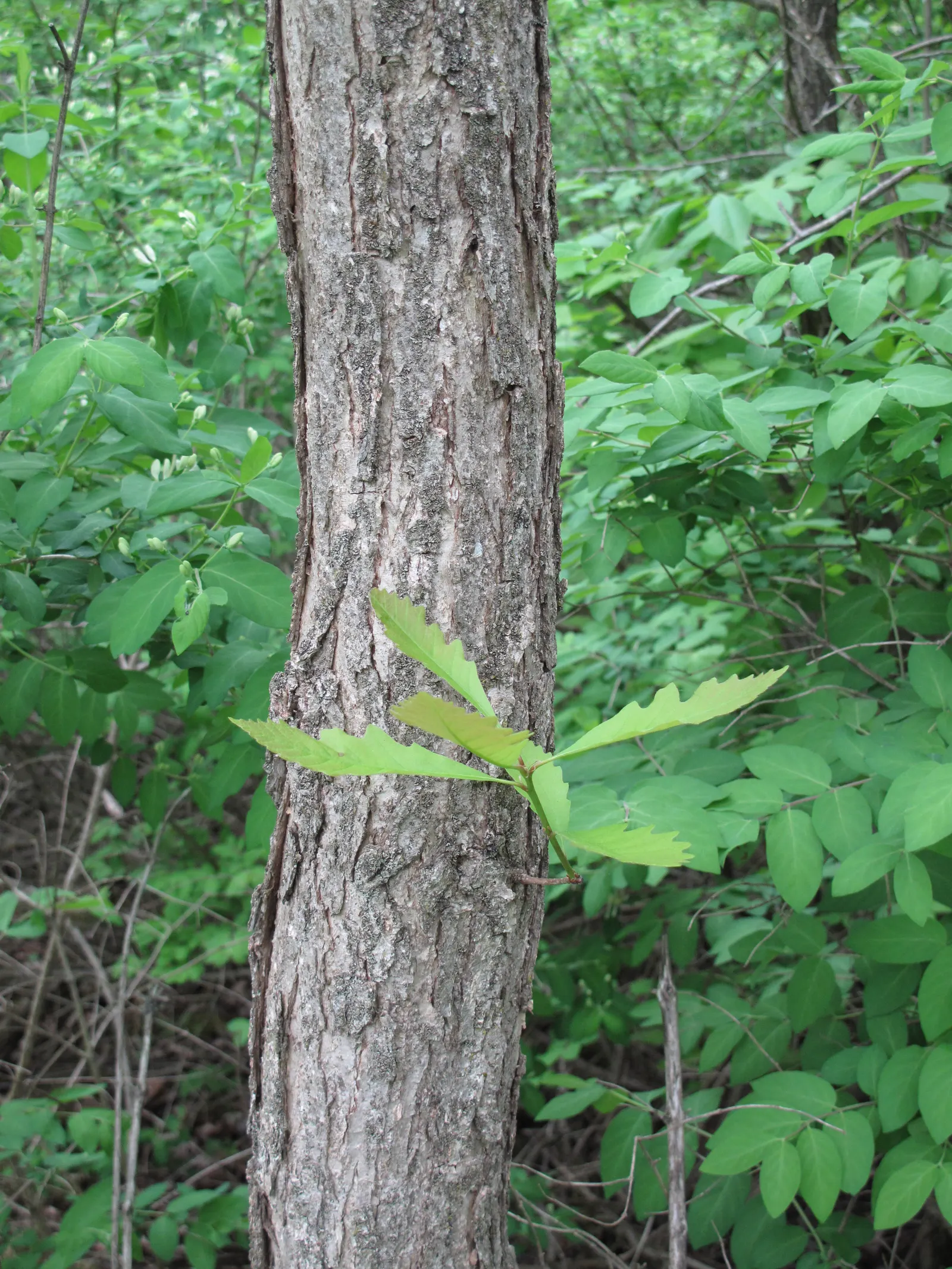 Burr Oak (Quercus Macrocarpa) — When designing landscapes