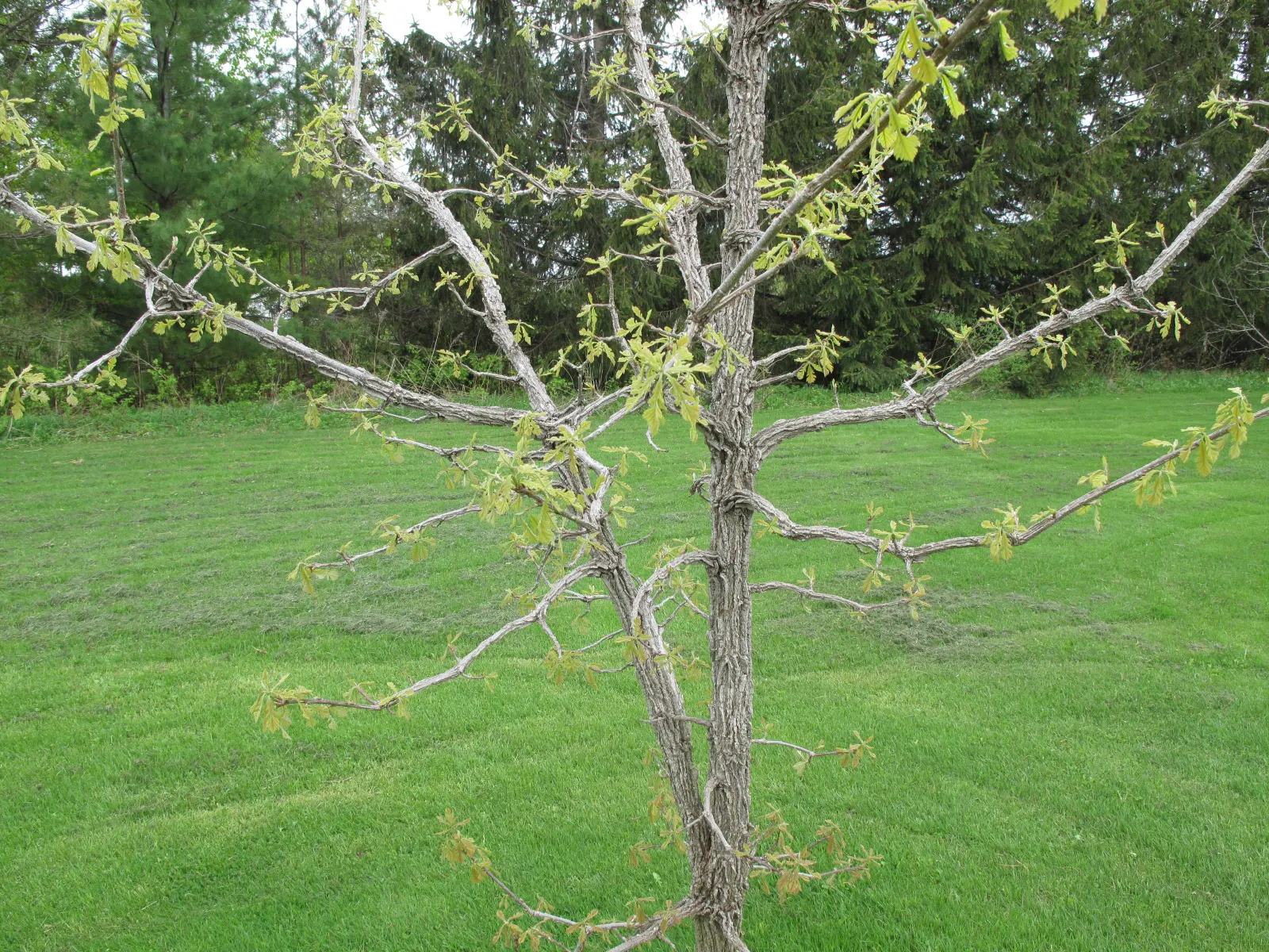 Burr Oak (Quercus Macrocarpa) — though it prefers well-drained loamy soil