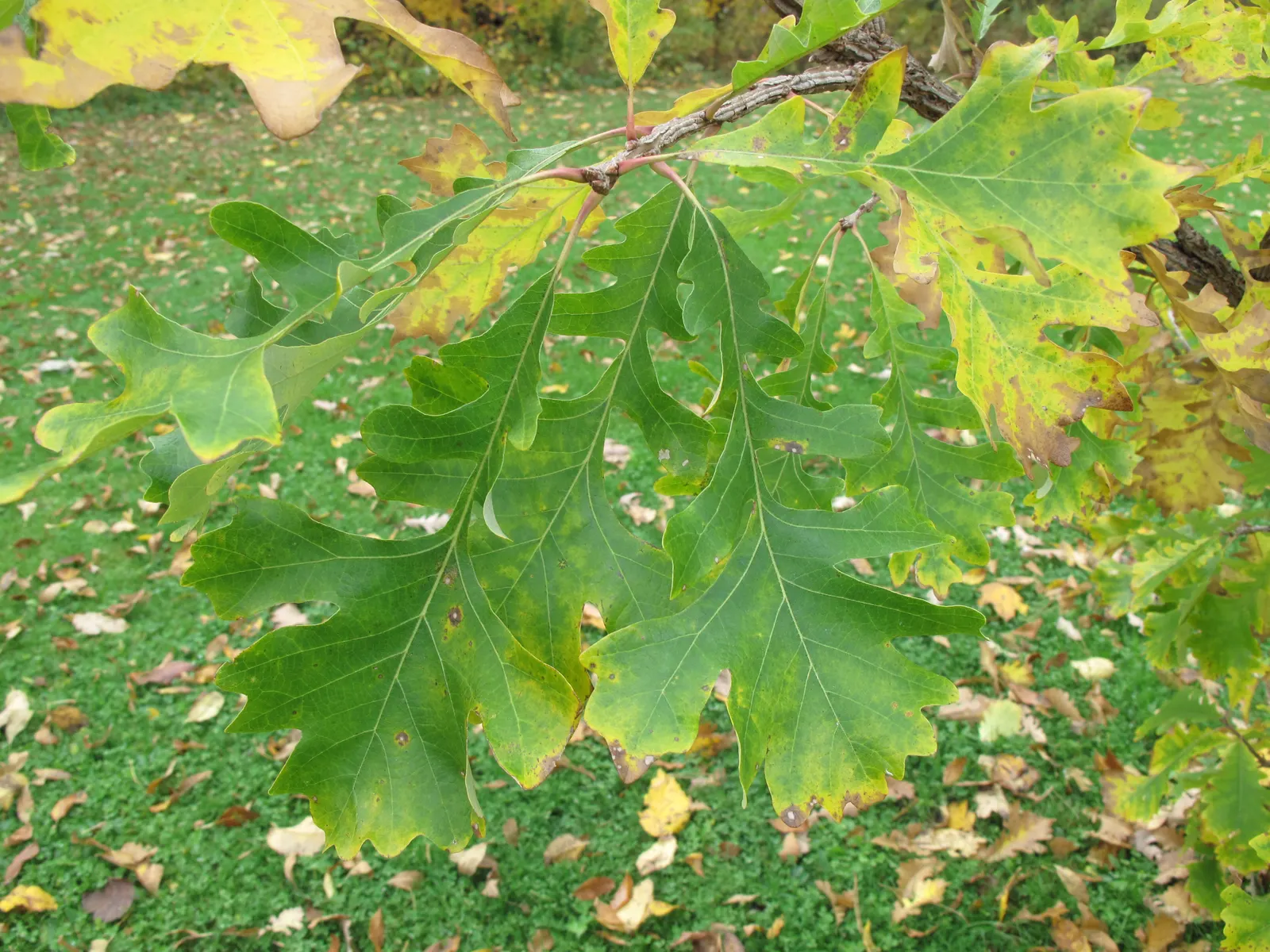 Burr Oak (Quercus Macrocarpa) — This regal oak can reach an impressive height of 70 to 80 feet with a generous spread of 60 to 70 feet; consider offering
