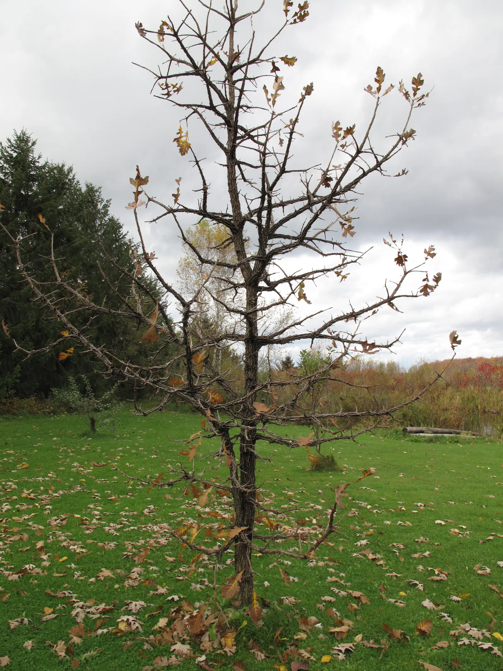 Burr Oak (Quercus Macrocarpa) — It features a broad, rounded canopy reaching up to 80 feet in height, with a similar spread; the tree's leaves are equally