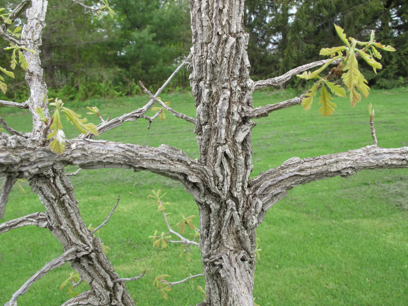Burr Oak (Quercus Macrocarpa) — measuring 1 to 2 inches long; scientifically named Quercus macrocarpa