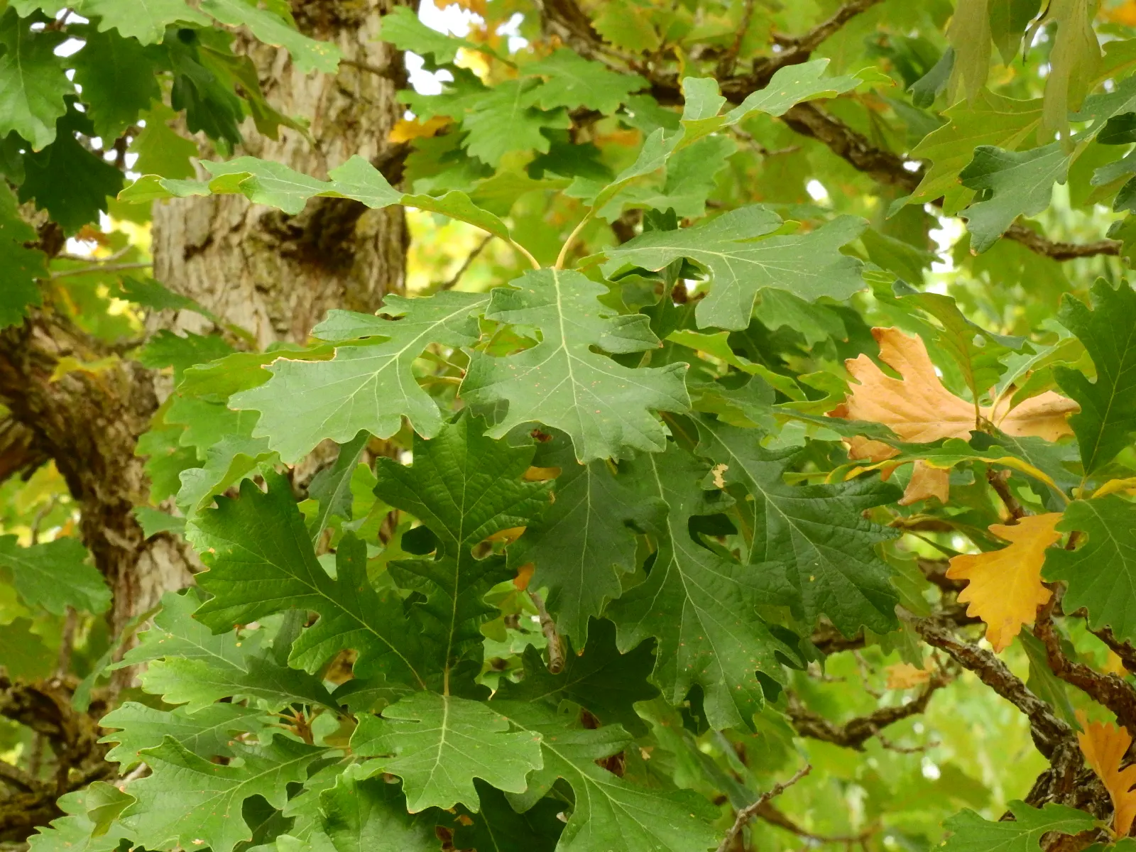 Burr Oak (Quercus Macrocarpa) — ensuring its majestic presence can be admired for generations; which are amongst the largest of North American oaks