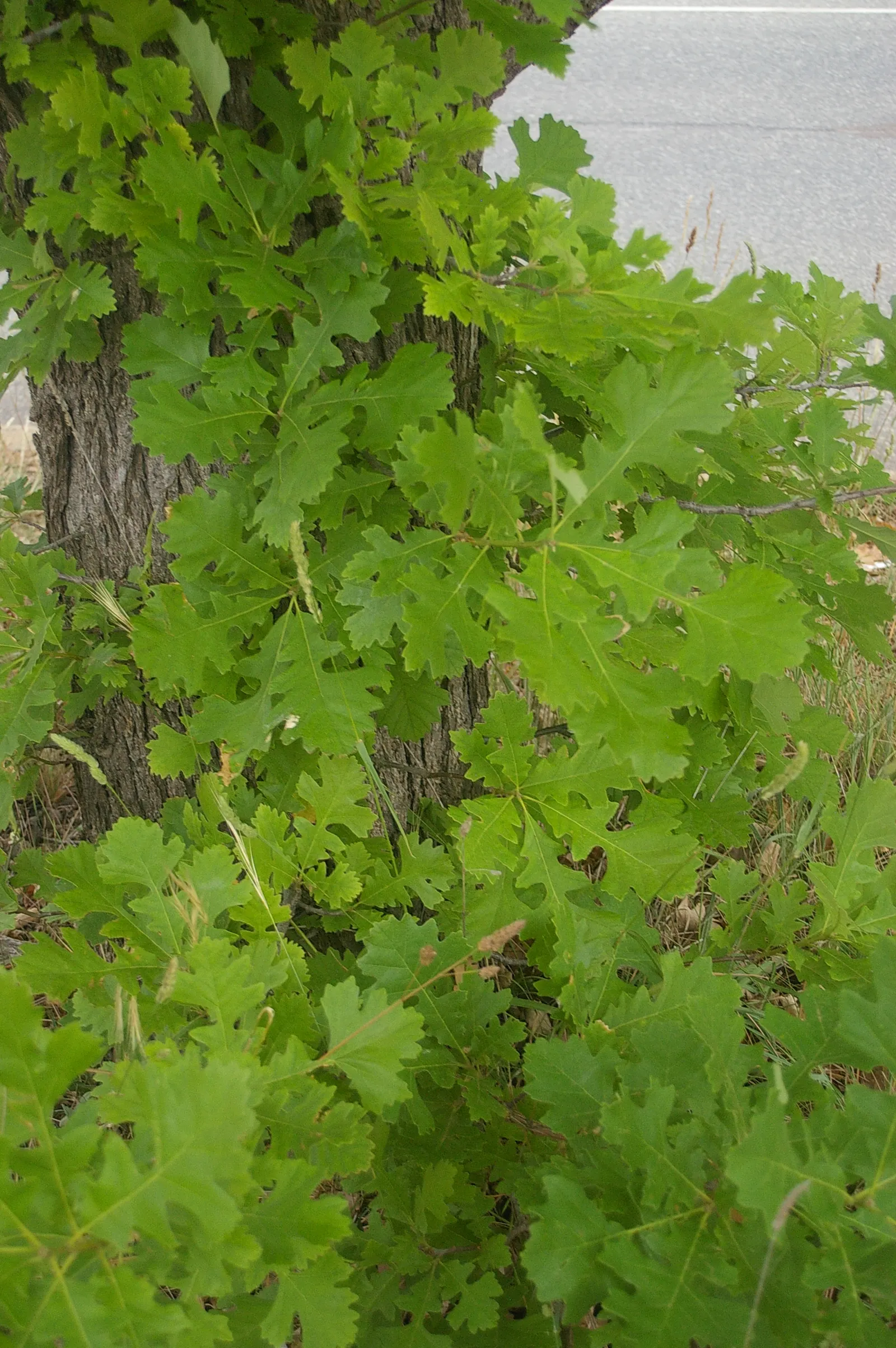 Burr Oak (Quercus Macrocarpa) — It features a broad, rounded canopy reaching up to 80 feet in height, with a similar spread; the tree's leaves are, image 50