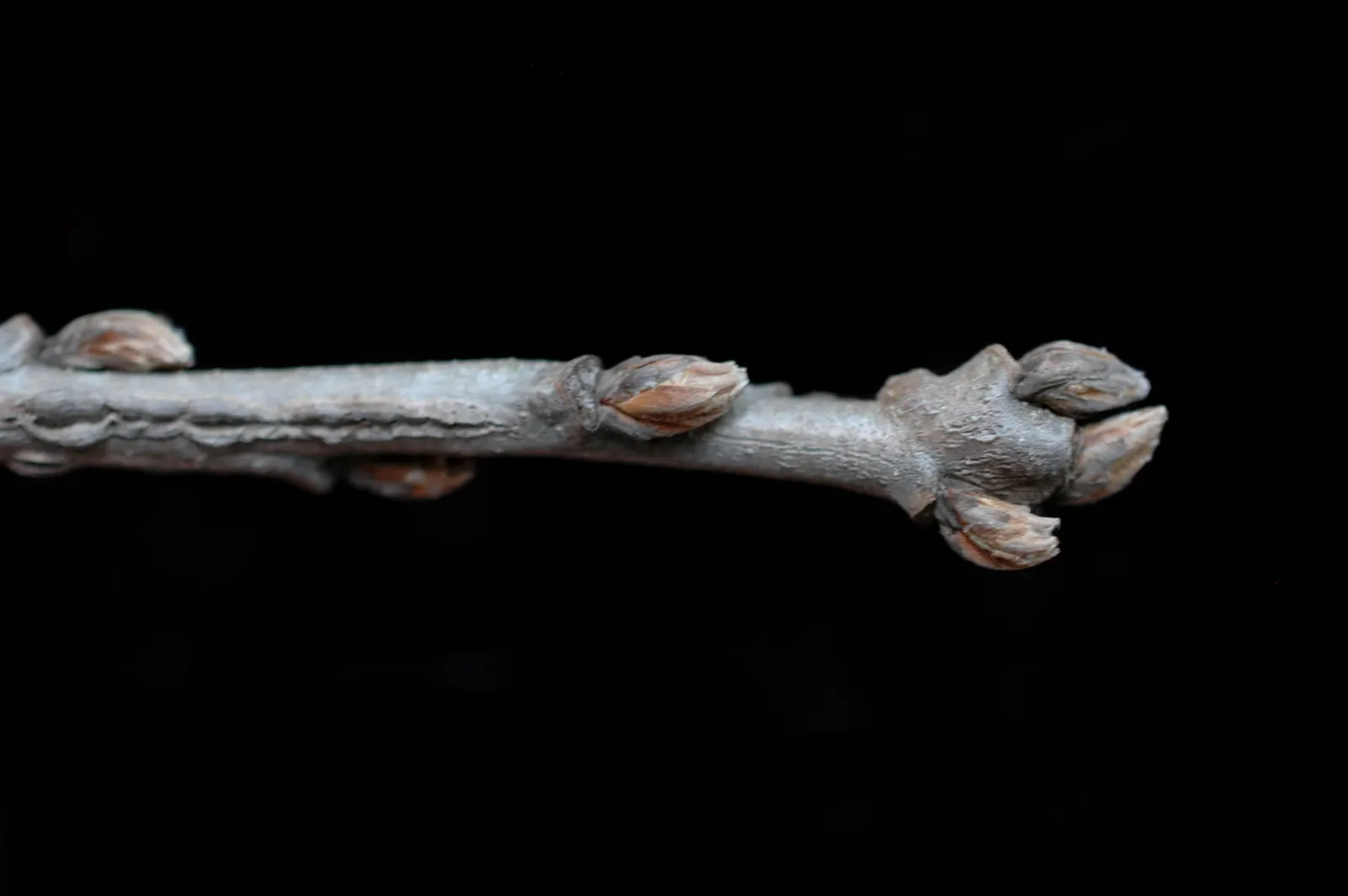 Burr Oak (Quercus Macrocarpa) — The Burr Oak, Quercus macrocarpa, is a majestic, long-lived hardwood; hardy in Zones 3-8, it adapts well to diverse, image 73