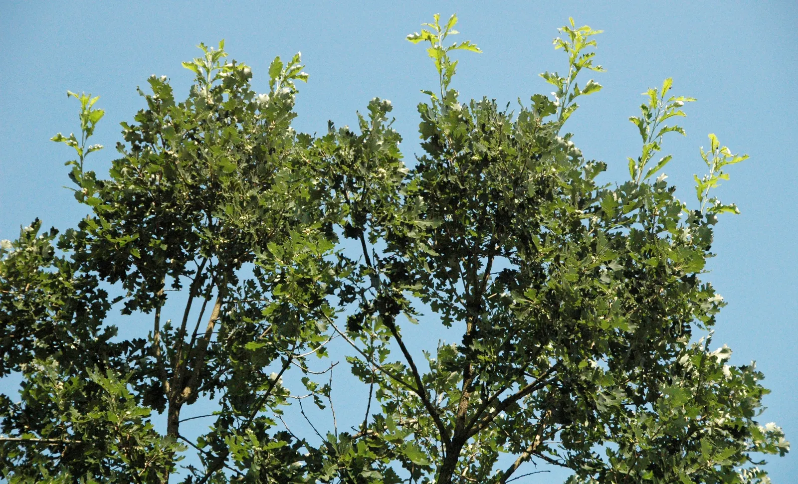 Burr Oak (Quercus Macrocarpa) — This oak offers massive lobed leaves and distinctive, fringed acorns