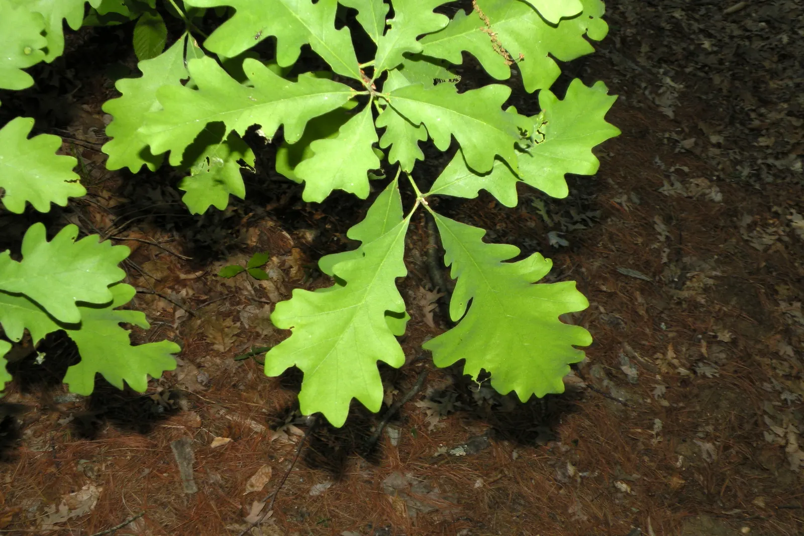 Burr Oak (Quercus Macrocarpa) — creating a stately dome of vibrant green foliage