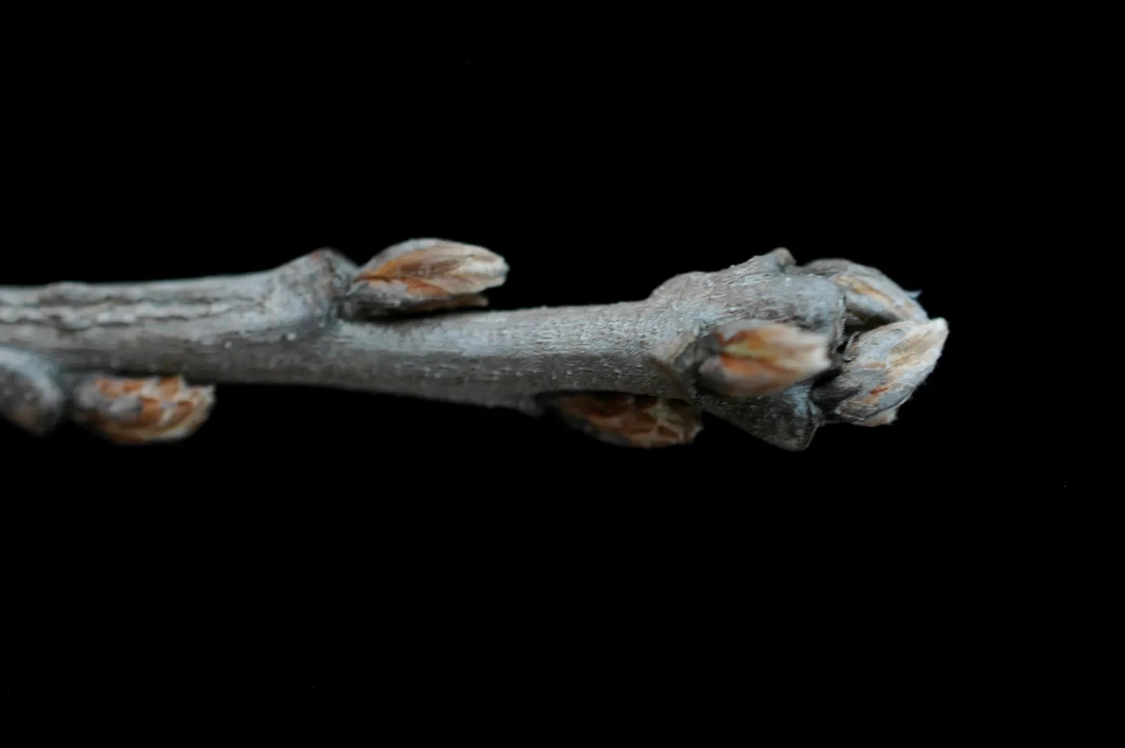 Burr Oak (Quercus Macrocarpa) — This oak offers massive lobed leaves and distinctive, fringed acorns; the Burr Oak is remarkably tolerant of, image 75