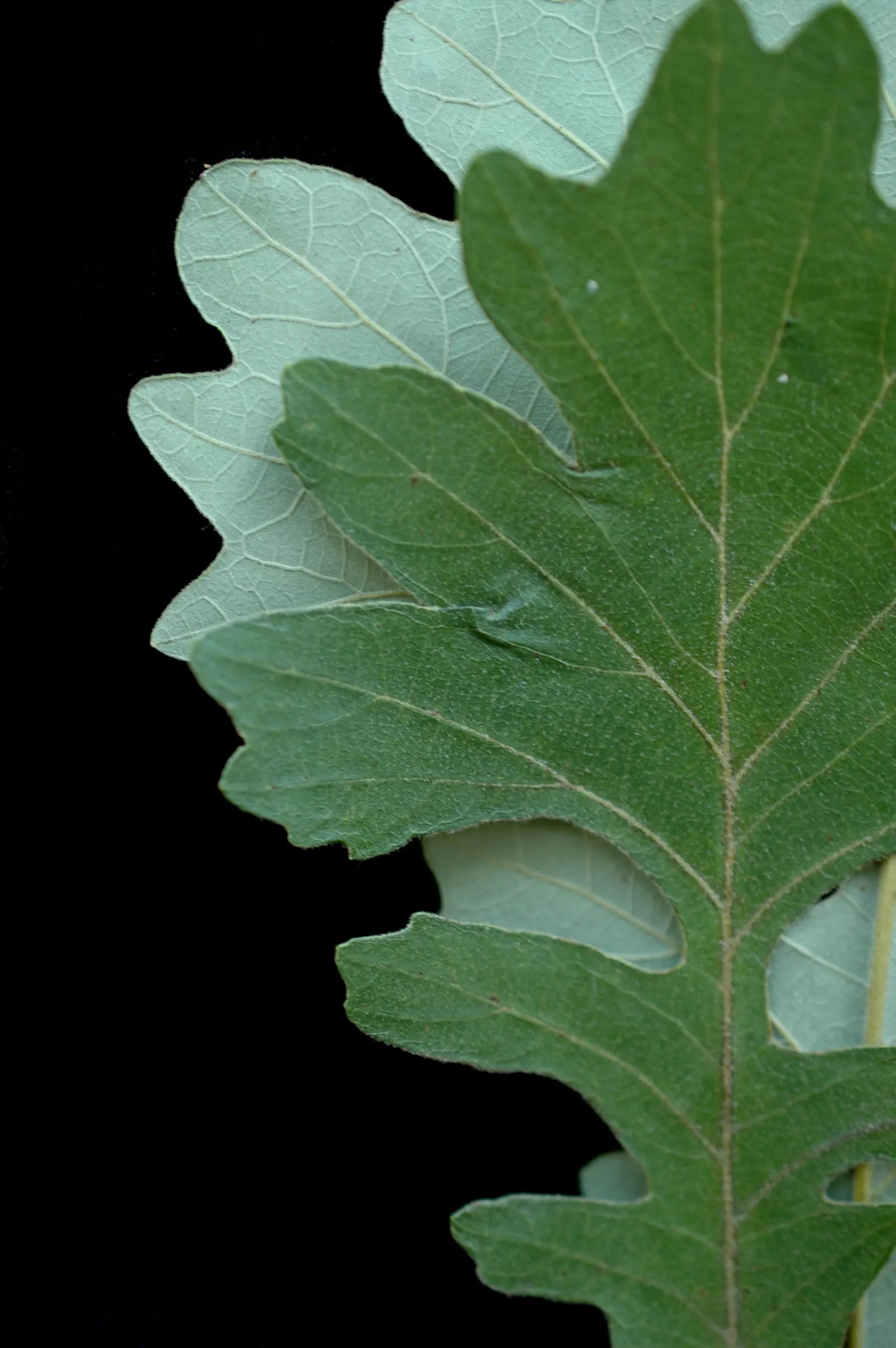 Burr Oak (Quercus Macrocarpa) — which are amongst the largest of North American oaks; ensuring its majestic presence can be admired for generations, image 62