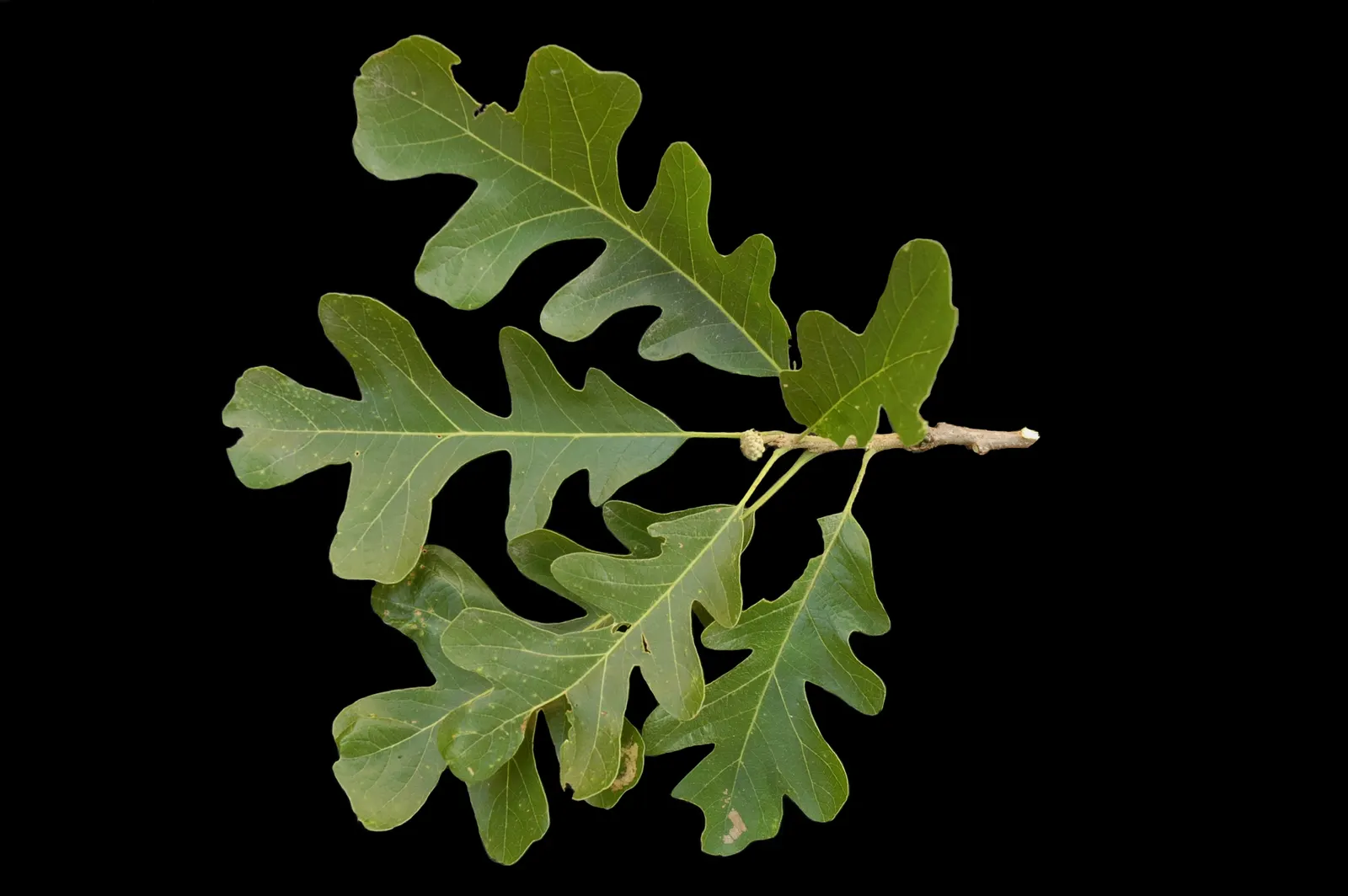 Burr Oak (Quercus Macrocarpa) — rounded canopy offers ample shade during the hot summer months; measuring 6 to 12 inches long, image 57