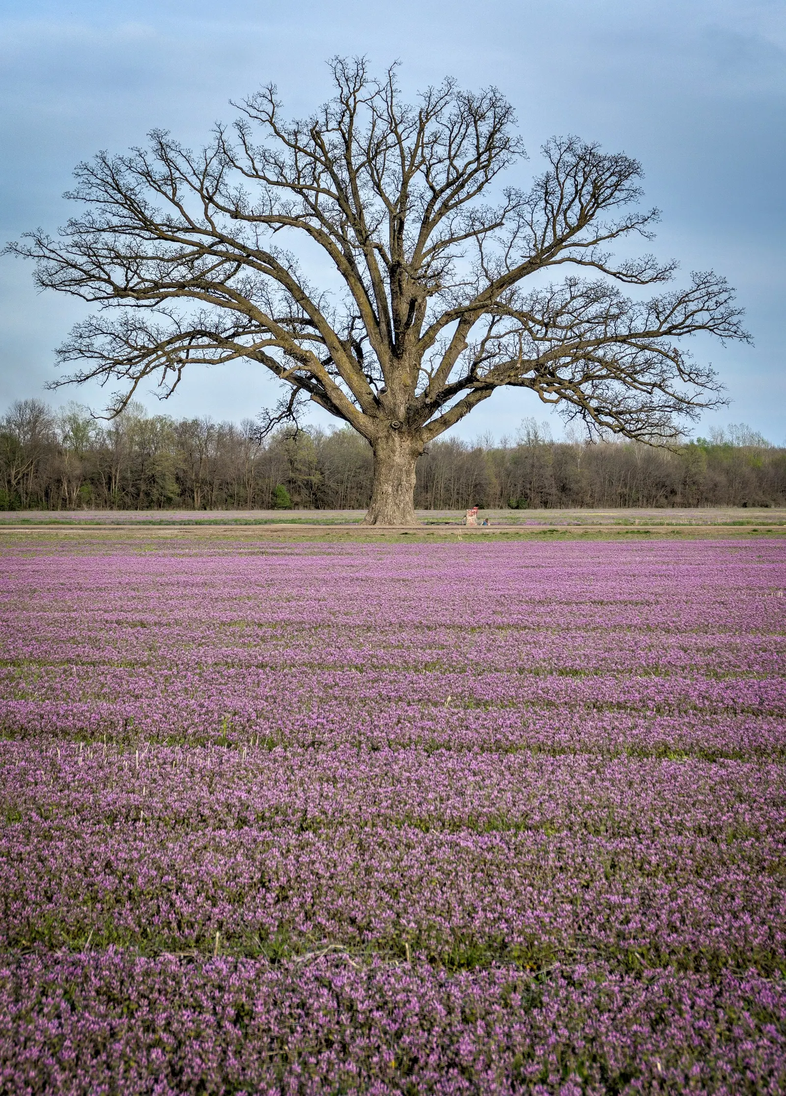 Burr Oak (Quercus Macrocarpa) — The Burr Oak, Quercus macrocarpa, is a majestic, long-lived hardwood