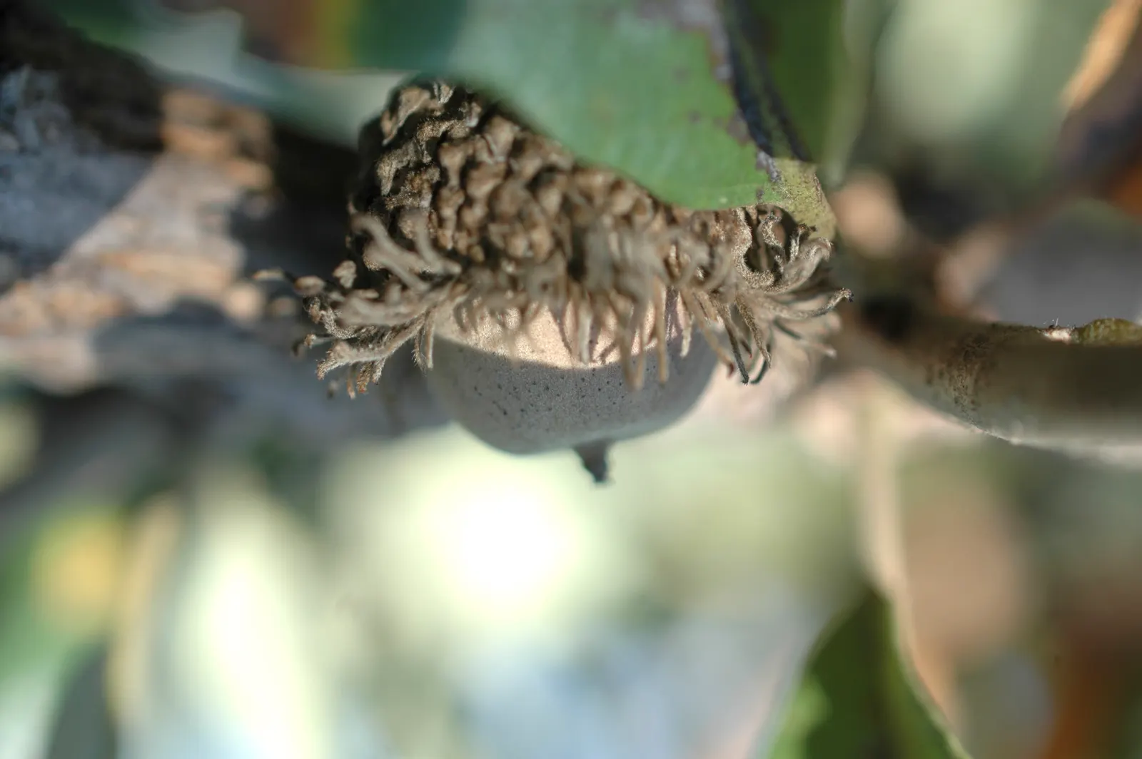 Burr Oak (Quercus Macrocarpa) — When designing landscapes; tree for full, image 69