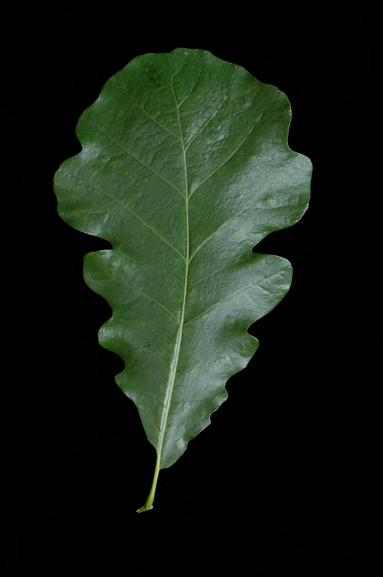 Burr Oak (Quercus Macrocarpa) — they provide food for a range of wildlife; lobed outline that turns a resplendent gold come fall.<br><br>Another, image 64