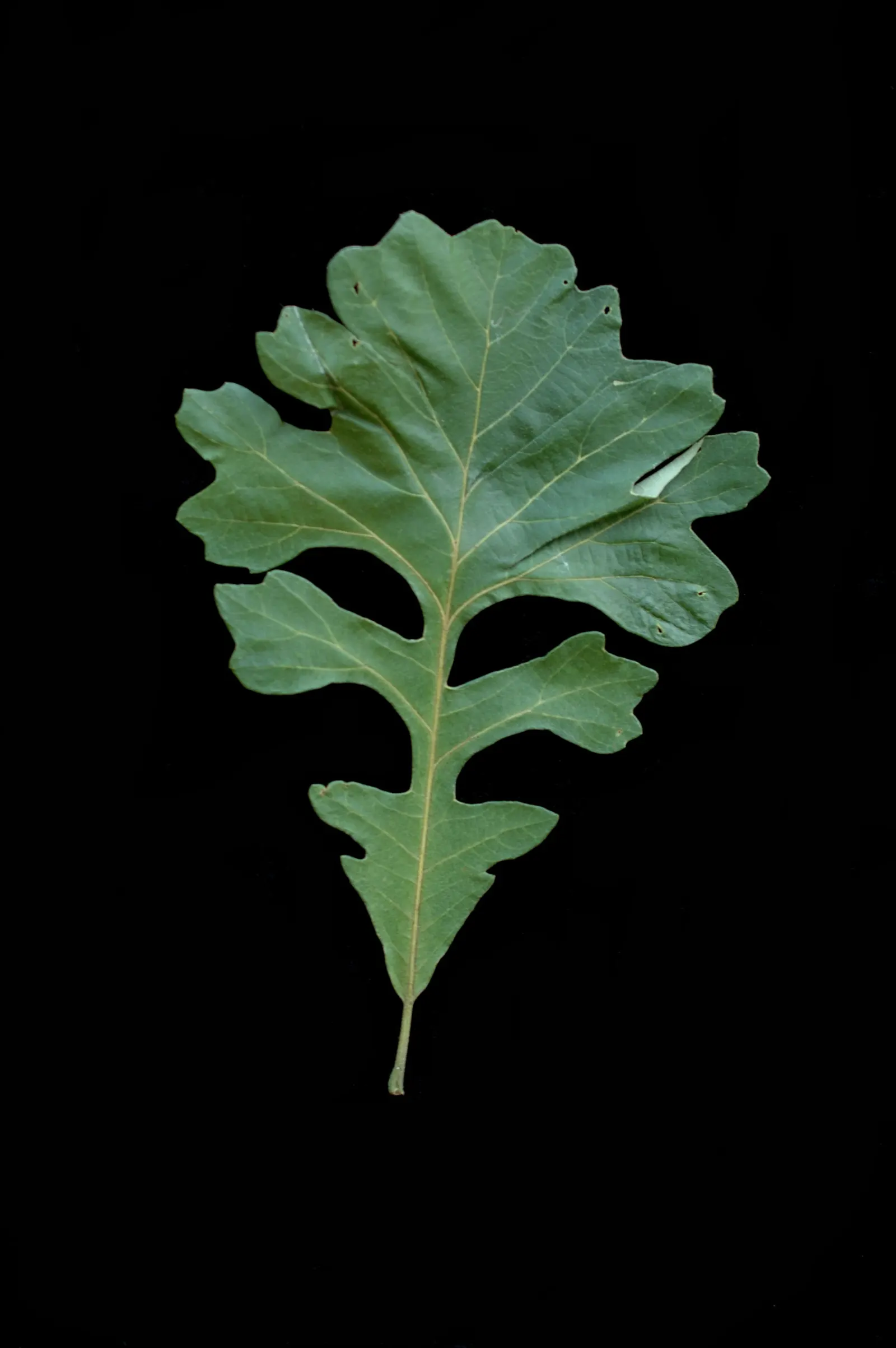 Burr Oak (Quercus Macrocarpa) — enhancing the tree's ecological value.<br><br>Hardy across USDA zones 3 through 8; it can withstand urban pollution, image 65