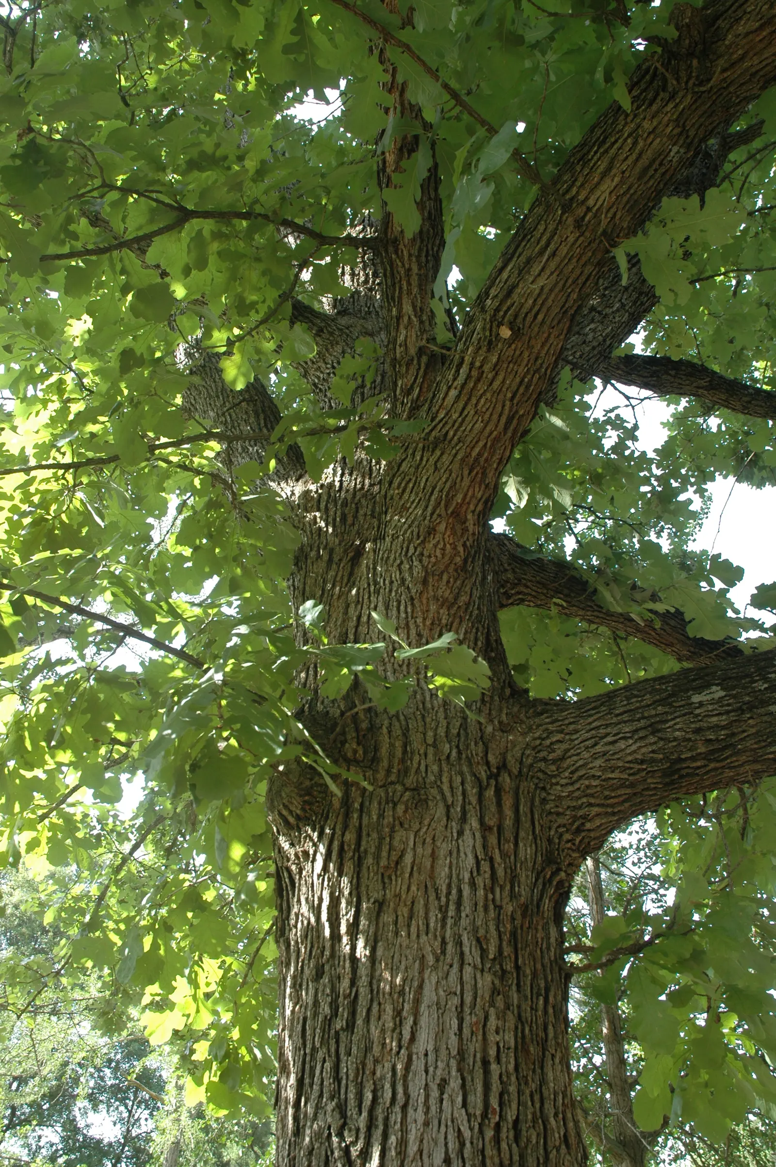 Burr Oak (Quercus Macrocarpa) — consider offering sufficient space for this grand species to thrive; this regal oak can reach an impressive height, image 70