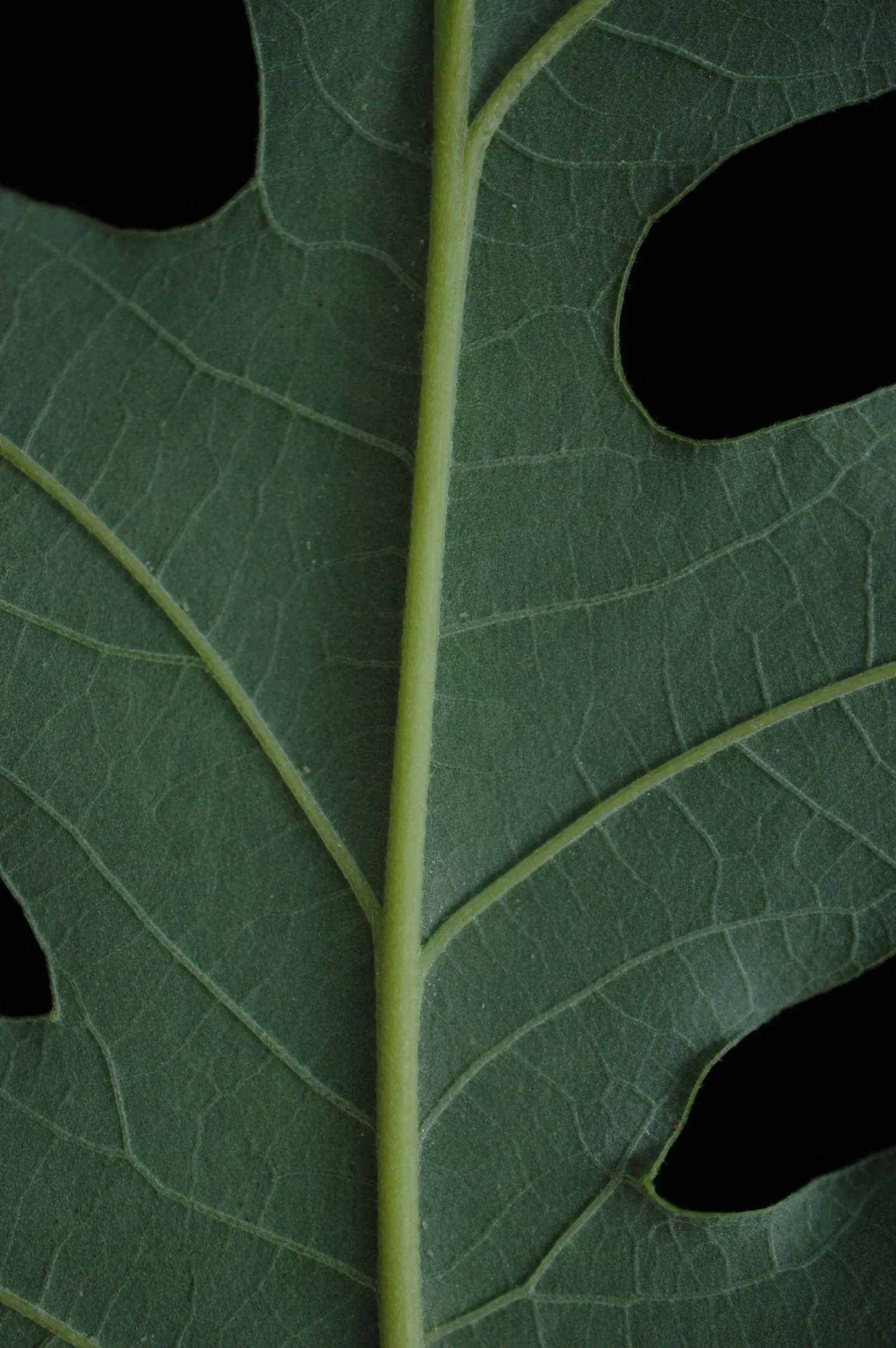 Burr Oak (Quercus Macrocarpa) — making it an excellent addition for parks and large spaces.<br><br>Distinctive for its thick; though it prefers, image 58