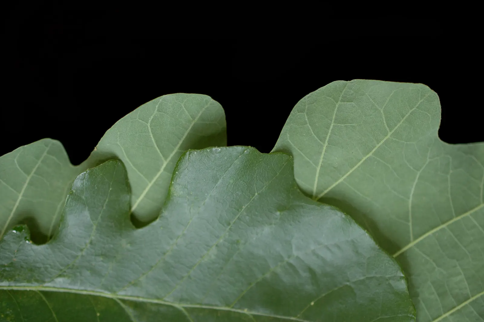 Burr Oak (Quercus Macrocarpa) — creating a stately dome of vibrant green foliage; foliage turns a golden yellow in the fall, adding seasonal, image 56