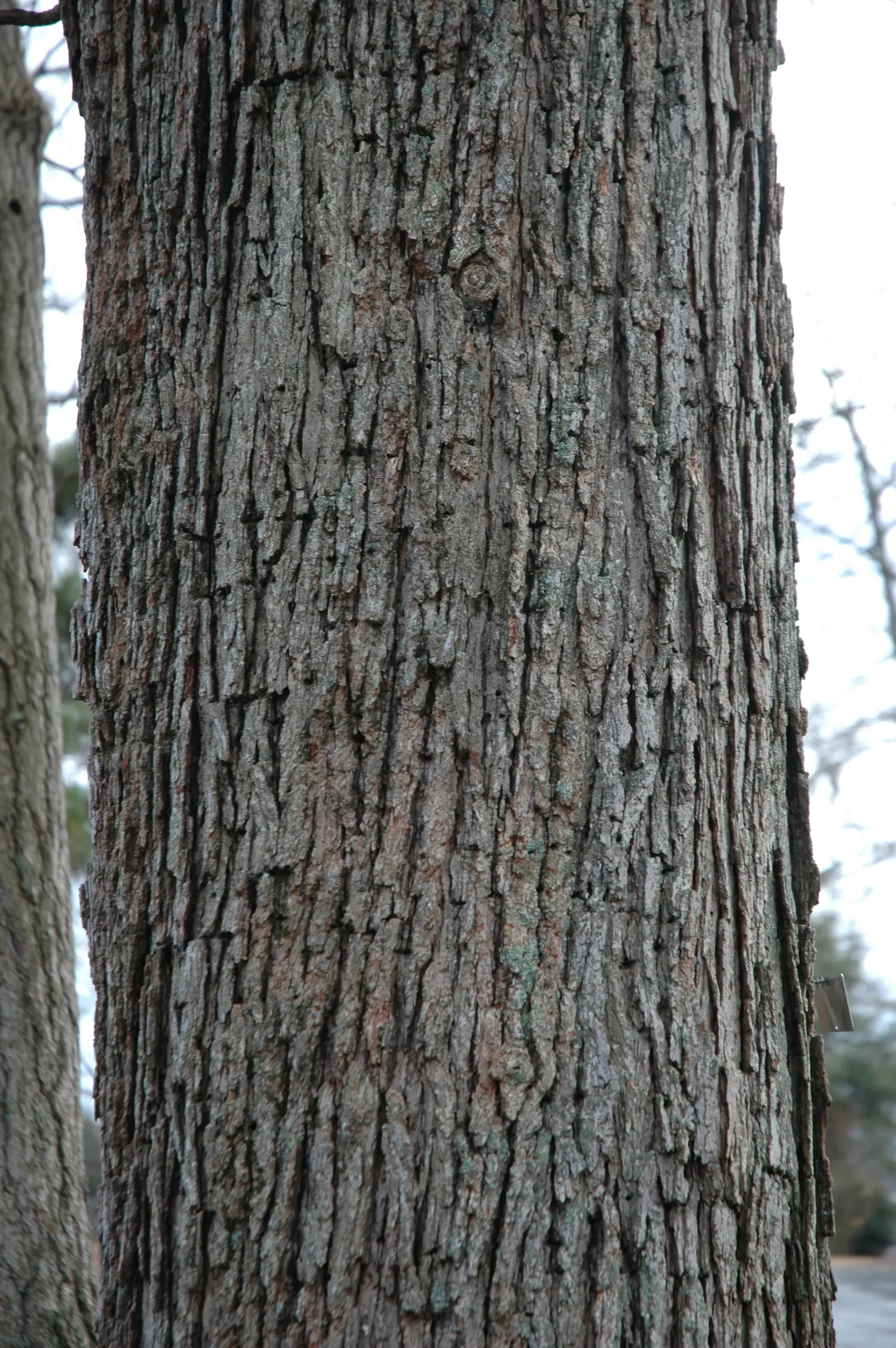 Burr Oak (Quercus Macrocarpa) — though it prefers well-drained loamy soil; making it an excellent addition for parks and large, image 67