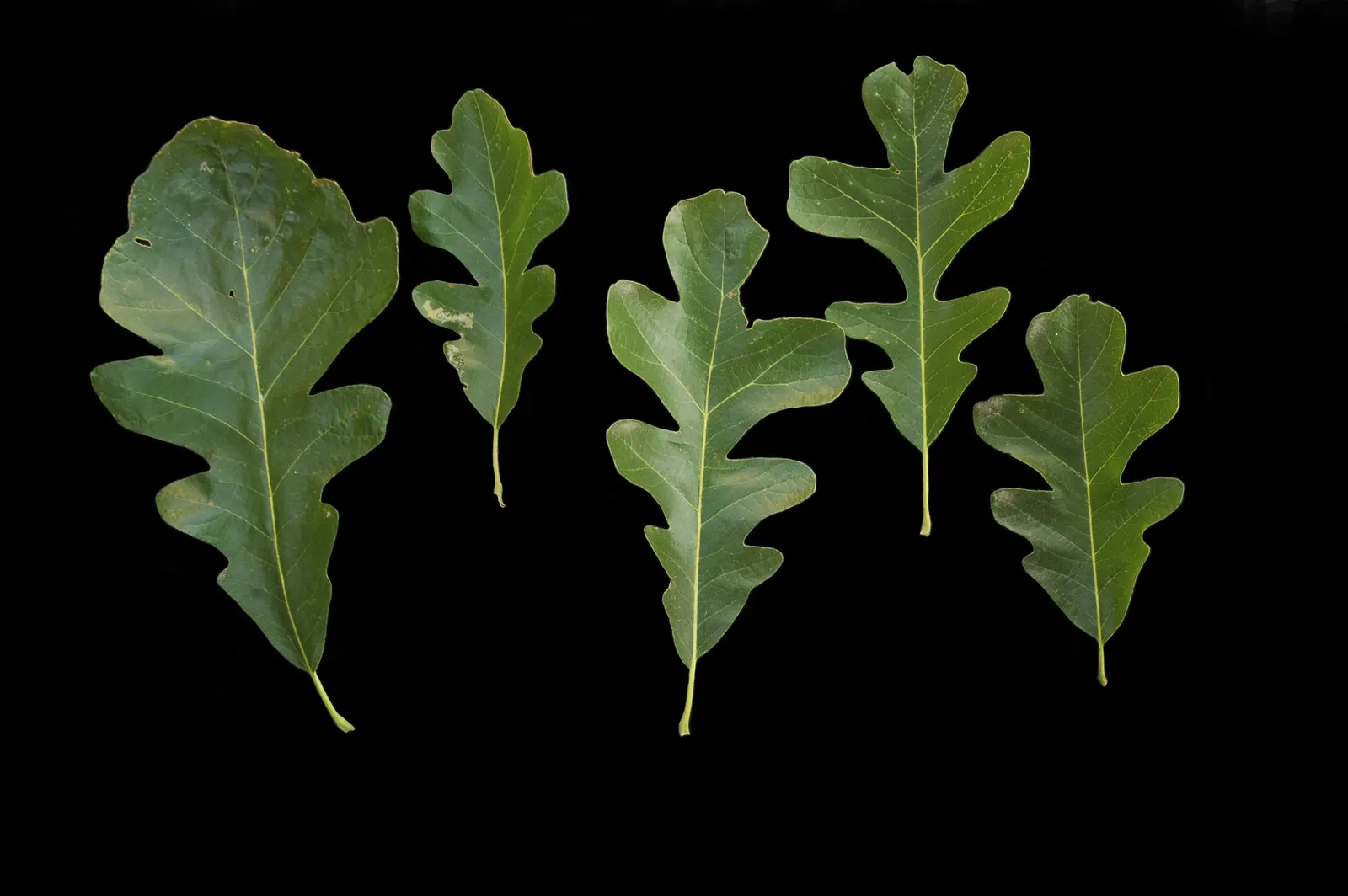 Burr Oak (Quercus Macrocarpa) — The tree's leaves are equally remarkable; it features a broad, rounded canopy reaching up to 80 feet in height, image 59