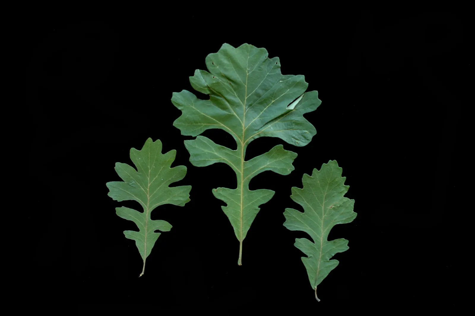 Burr Oak (Quercus Macrocarpa) — This oak offers massive lobed leaves and distinctive, fringed acorns; the Burr Oak is remarkably tolerant of, image 51
