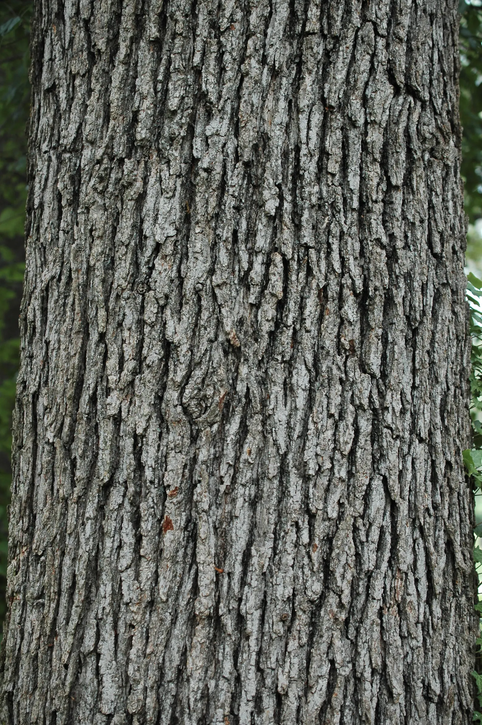 Burr Oak (Quercus Macrocarpa) — measuring 1 to 2 inches long; scientifically named Quercus macrocarpa, image 63