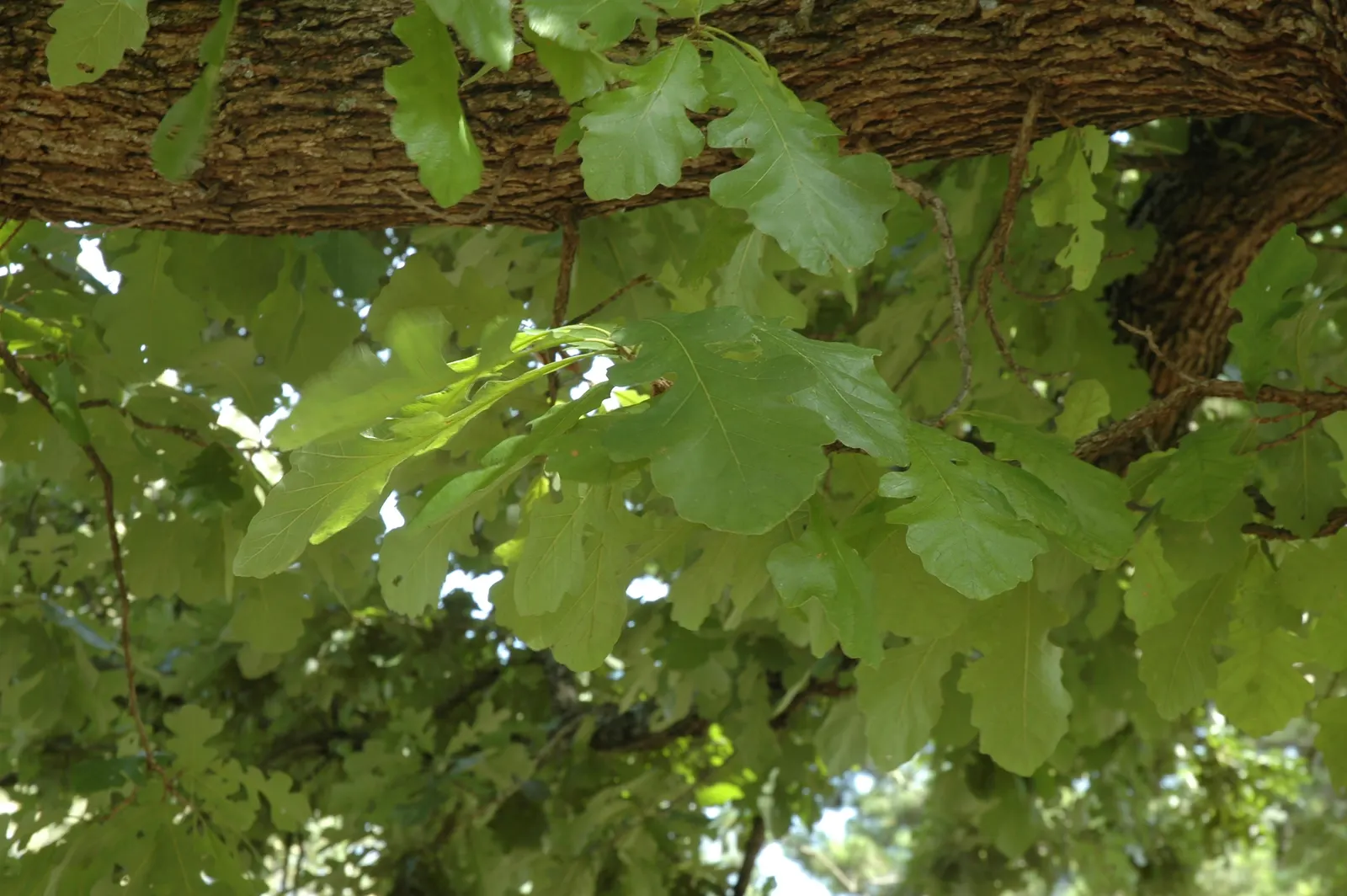Burr Oak (Quercus Macrocarpa) — the Burr Oak is remarkably tolerant of varying soil types; this oak offers massive lobed leaves and distinctive, image 66