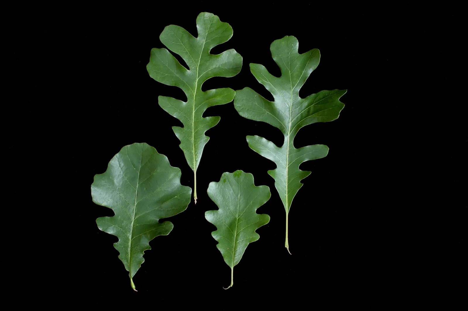 Burr Oak (Quercus Macrocarpa) — Foliage turns a golden yellow in the fall, adding seasonal interest to expansive landscapes; creating a stately, image 53