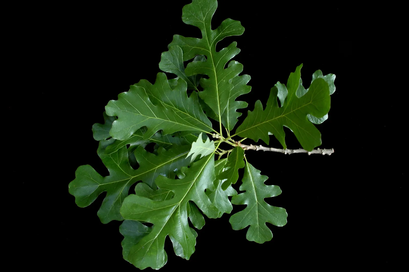 Burr Oak (Quercus Macrocarpa) — scientifically named Quercus macrocarpa; measuring 1 to 2 inches long, image 54