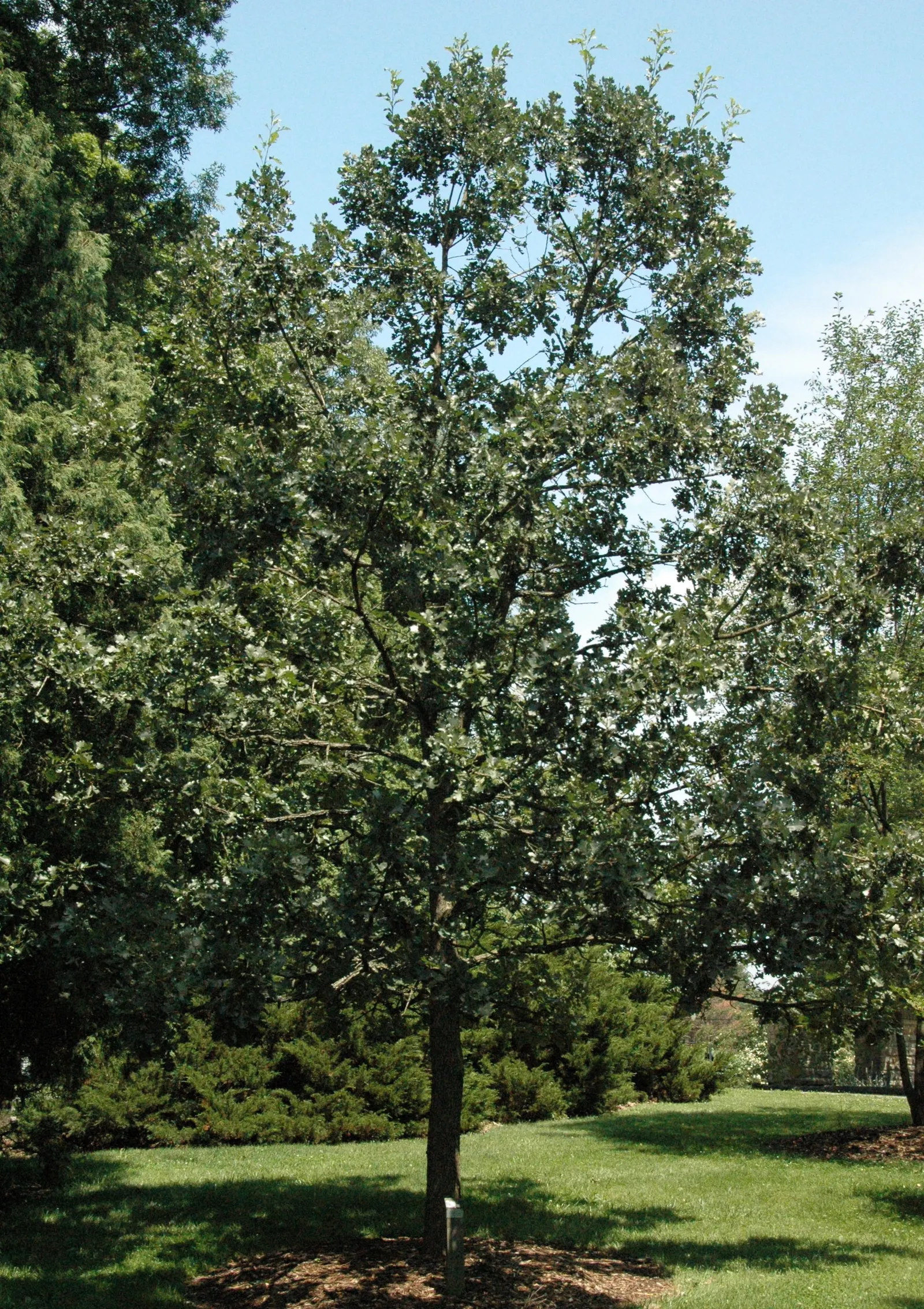 Burr Oak (Quercus Macrocarpa) — Hardy in Zones 3-8, it adapts well to diverse conditions, tolerating drought and poor soils
