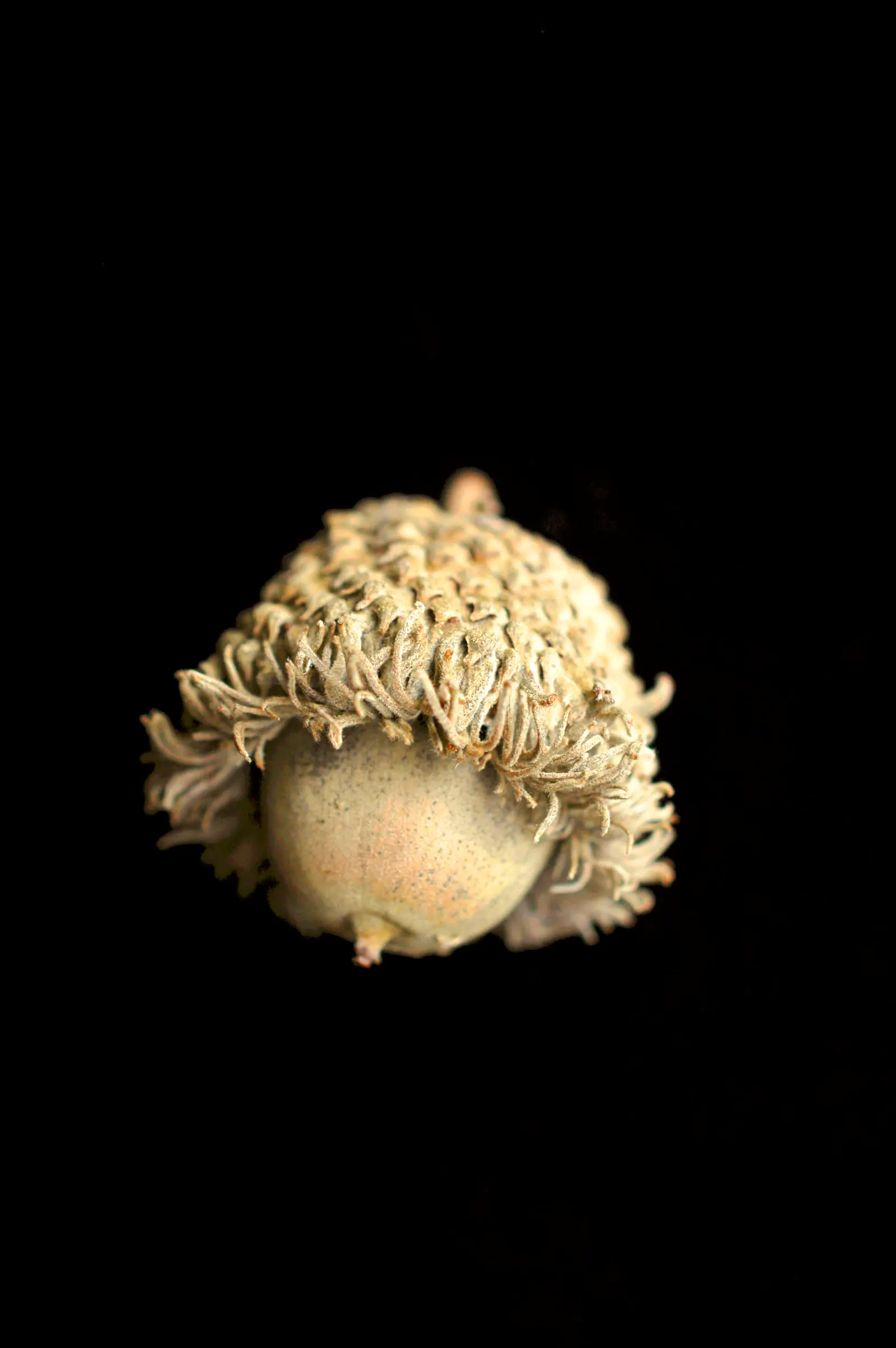 Burr Oak (Quercus Macrocarpa) — the Burr Oak is remarkably tolerant of varying soil types