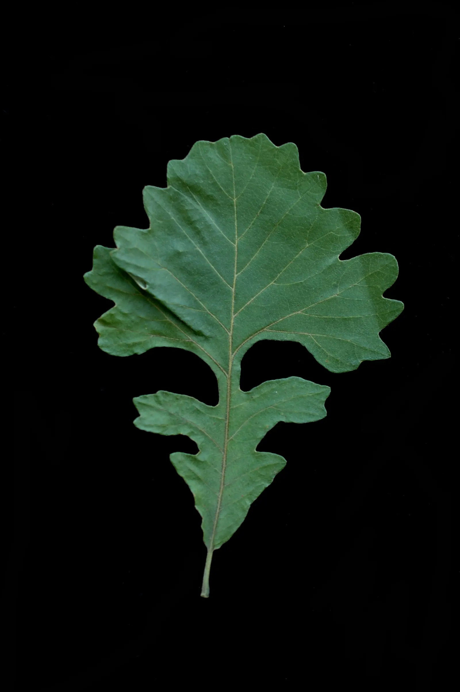 Burr Oak (Quercus Macrocarpa) — measuring 6 to 12 inches long; rounded canopy offers ample shade during the hot summer months, image 60
