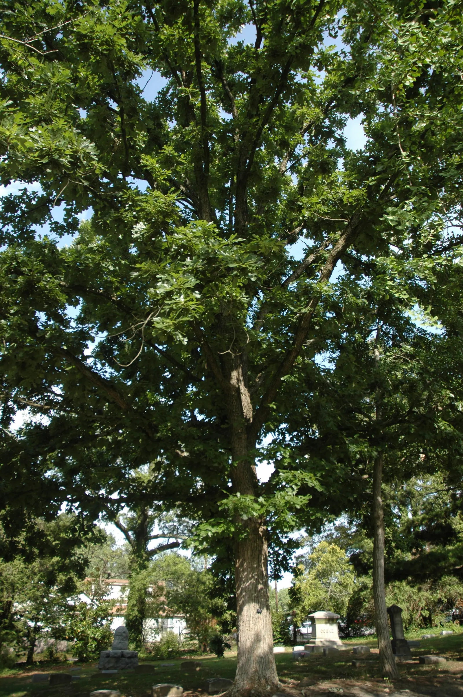 Burr Oak (Quercus Macrocarpa) — ensuring its majestic presence can be admired for generations; which are amongst the largest of North American oaks, image 71