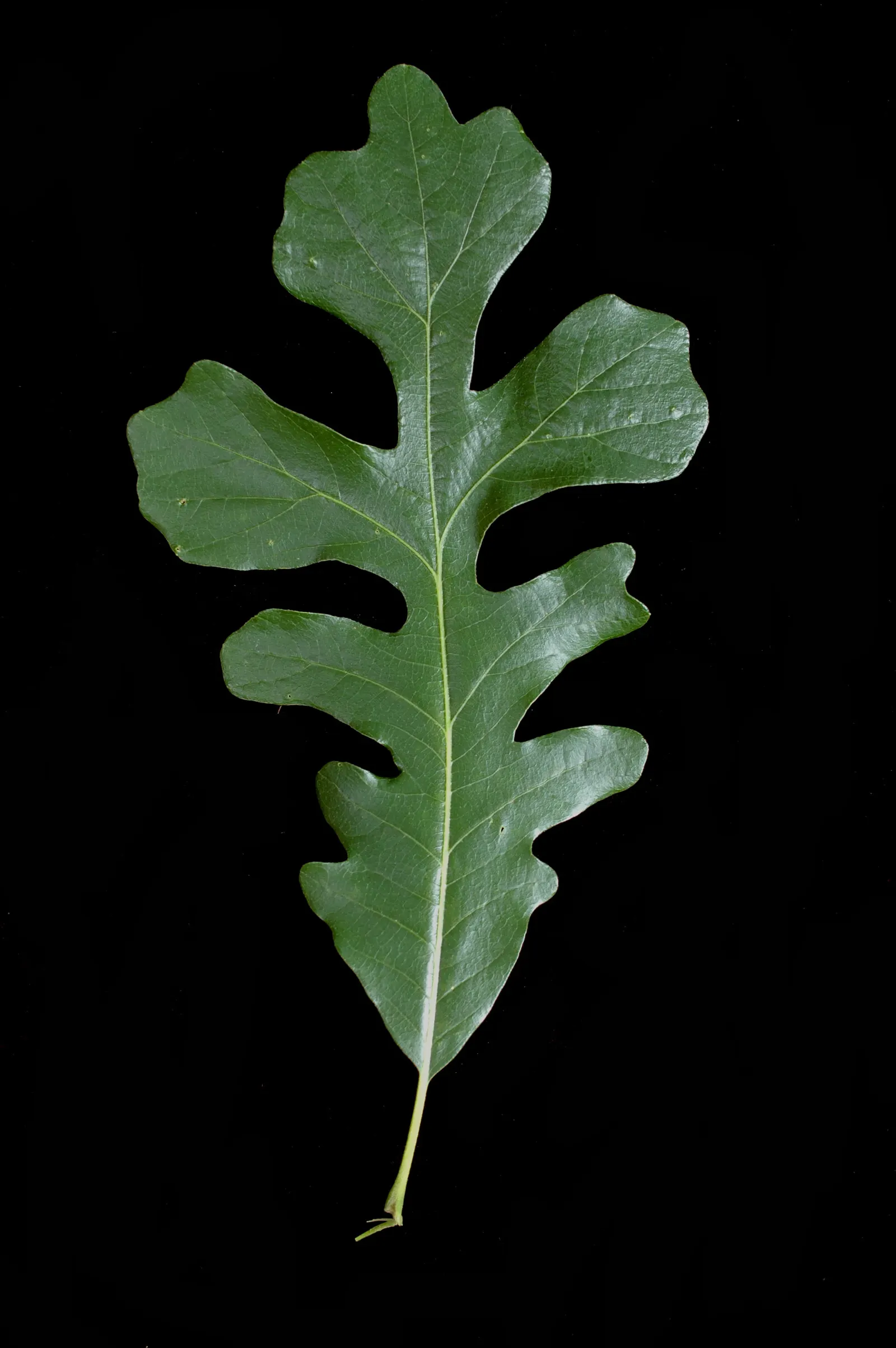 Burr Oak (Quercus Macrocarpa) — Hardy in Zones 3-8, it adapts well to diverse conditions, tolerating drought and poor soils; the Burr Oak, Quercus, image 52