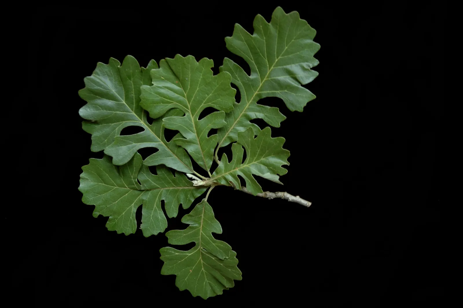 Burr Oak (Quercus Macrocarpa) — This regal oak can reach an impressive height of 70 to 80 feet with a generous spread of 60 to 70 feet; consider, image 55