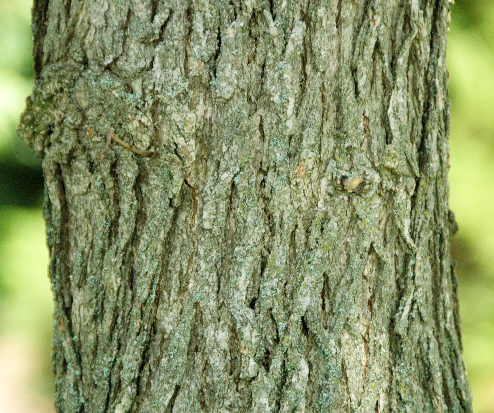 Burr Oak (Quercus Macrocarpa) — The tree's leaves are equally remarkable