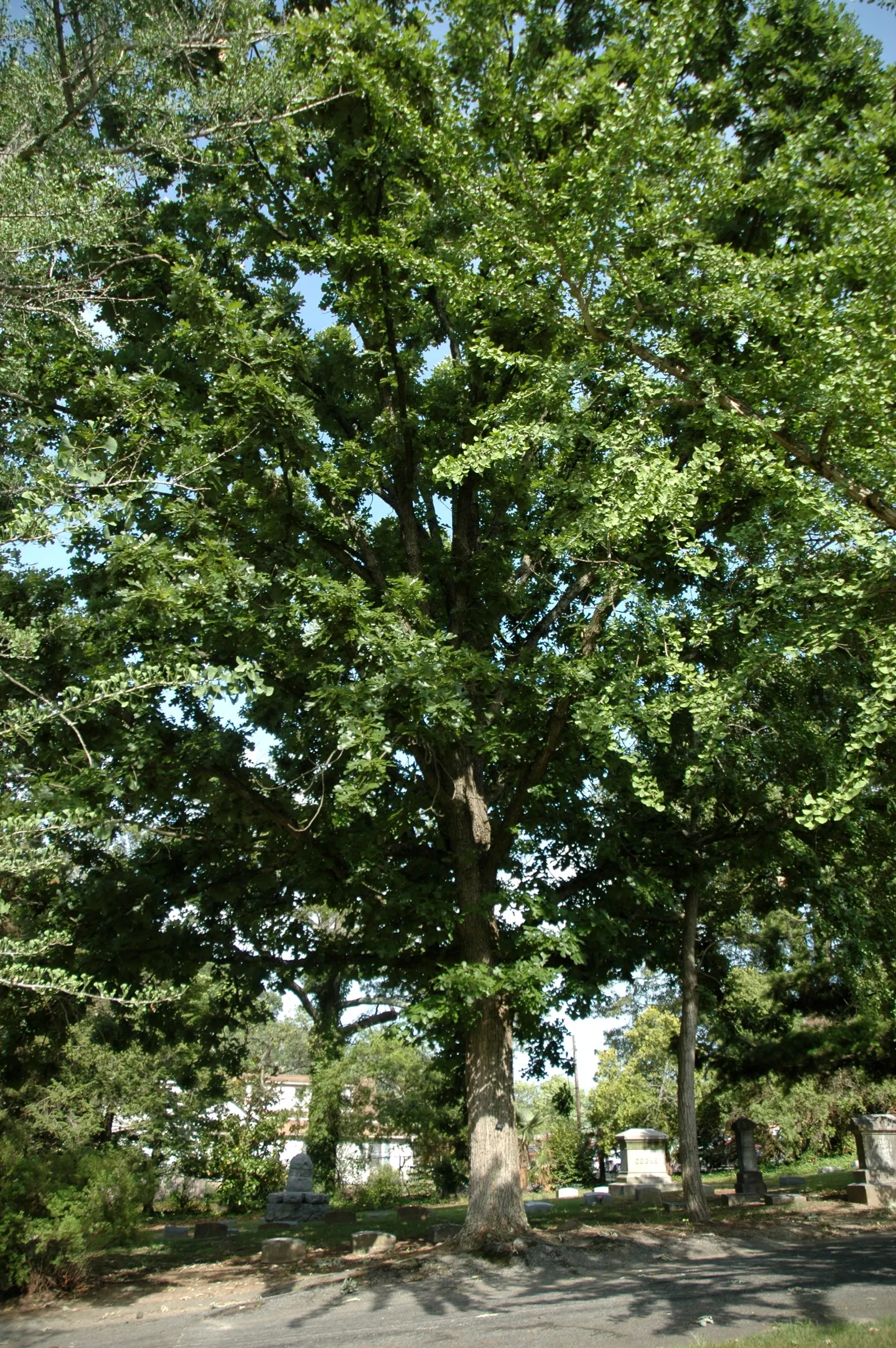 Burr Oak (Quercus Macrocarpa) — Hardy in Zones 3-8, it adapts well to diverse conditions, tolerating drought and poor soils; the Burr Oak, Quercus, image 76